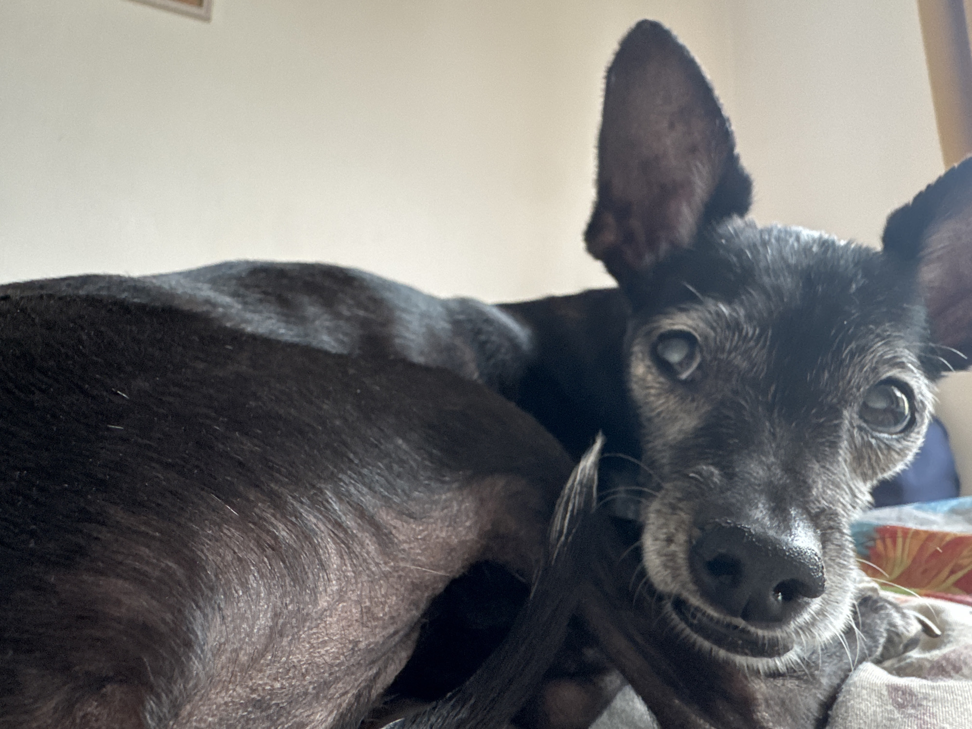 The image shows a close-up of a small, black-and-gray dog lying down. The dog has large ears and cloudy eyes, suggesting it may be elderly or have a vision impairment. Its fur appears to be short and somewhat wiry. The dog is resting on a patterned blanket or fabric, and its body is partially obscured by its own tail. The background is a plain, light-colored wall, possibly in a home setting. There is no discernible location in Plovdiv, Bulgaria, or any indication of a specific city or outdoor environment. The image is a portrait of a pet.