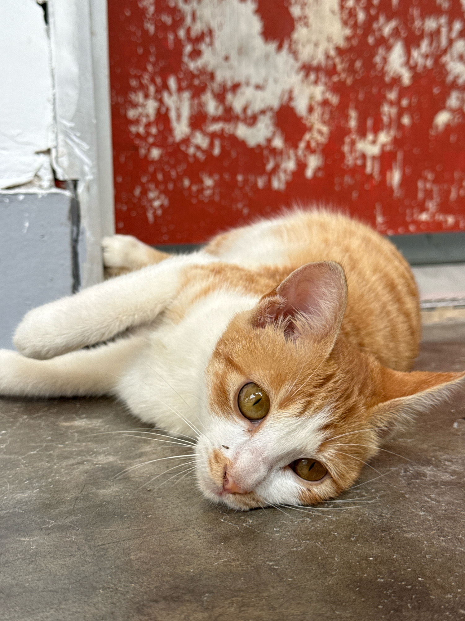 A ginger and white cat is lying on a concrete floor, in front of a red and white speckled wall. The cat is facing the camera, with its head tilted slightly to the left. Its eyes are open and a light brown color. The cat's body is curled up, with its front paws extended forward. The background consists of a red surface with white speckles, and a white and gray structure to the left. The scene appears to be outdoors, possibly in an alleyway or urban area in Nanshan District, China.