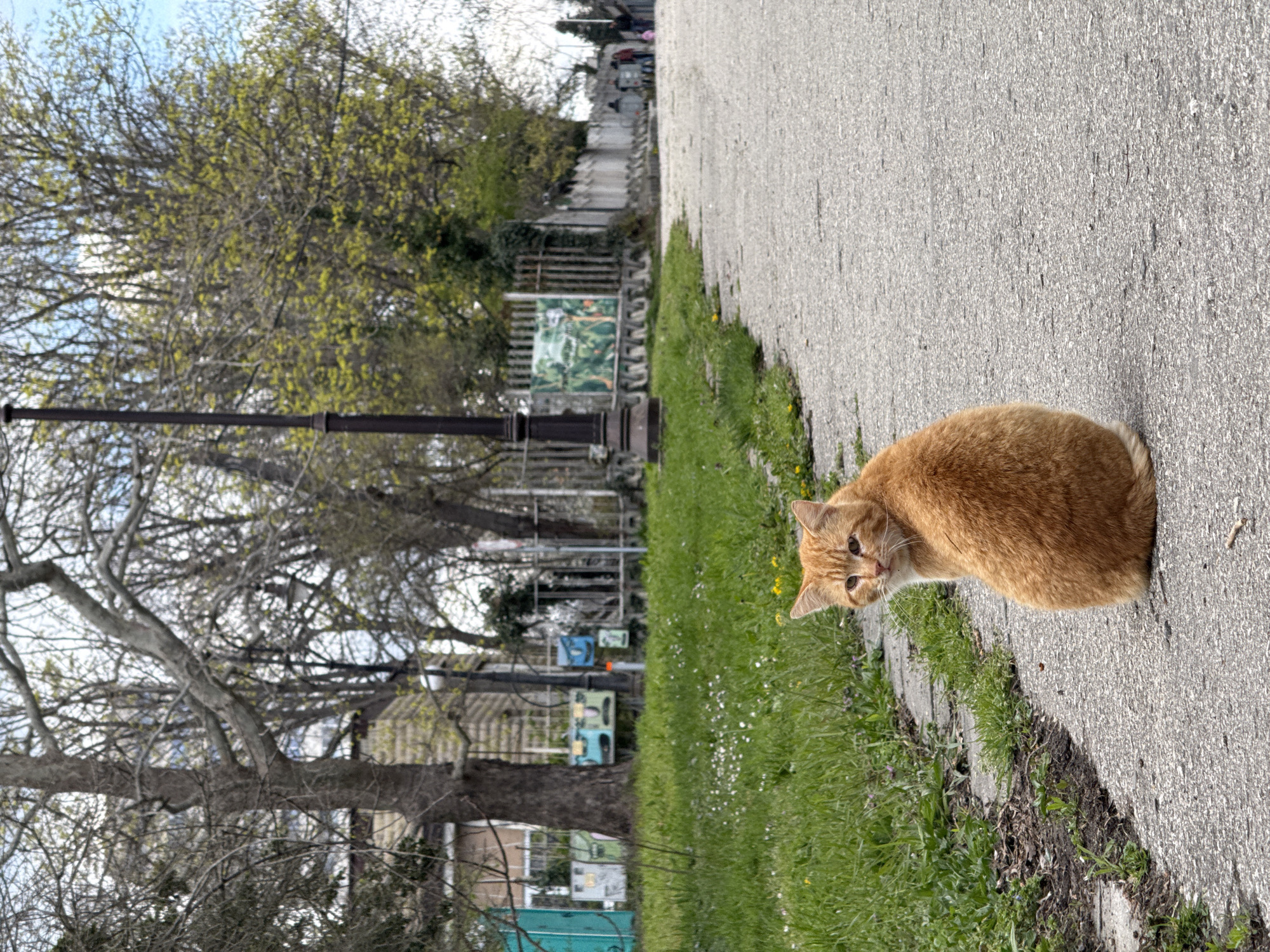 A ginger cat is sitting on the edge of a paved pathway in a park. The path is bordered by grass and trees. The scene appears to be located in a park within the city of Varna, Bulgaria. Behind the path are several posts with framed panels displayed. There are people walking in the background. The weather is bright.