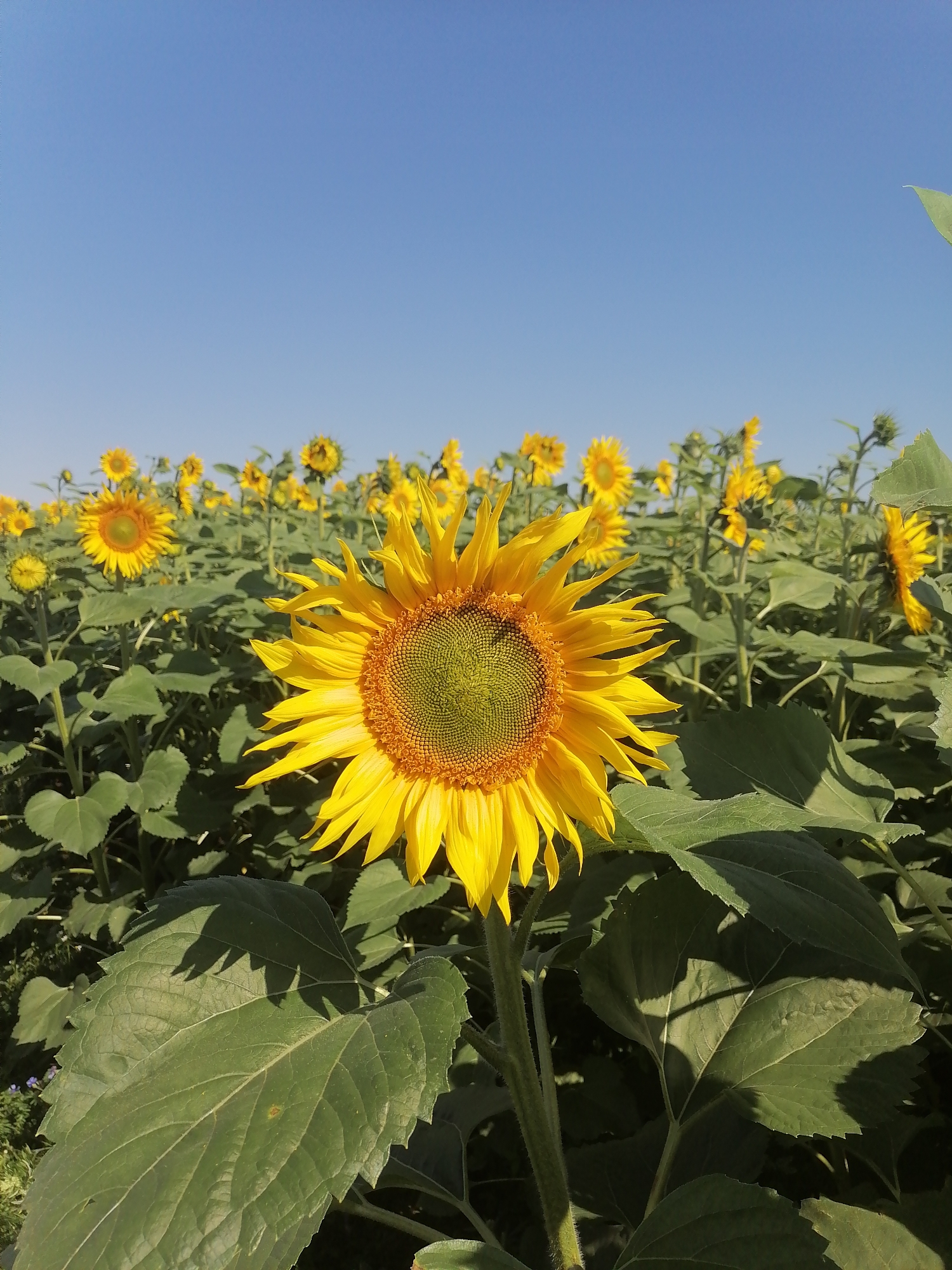 In Pecherniki, Russia, a close-up view of a sunflower field is captured under a clear blue sky. The foreground is dominated by a large, bright yellow sunflower in full bloom, its petals radiating outwards from a central, green disk. The sunflower is positioned slightly to the right of the frame, with its stalk and large green leaves visible. Behind this prominent flower, the field stretches into the distance, filled with numerous other sunflowers, some in bloom and others still developing. The leaves of the sunflowers create a dense green carpet, interspersed with the yellow of the flowers. The overall impression is one of a vibrant, sun-drenched agricultural landscape.