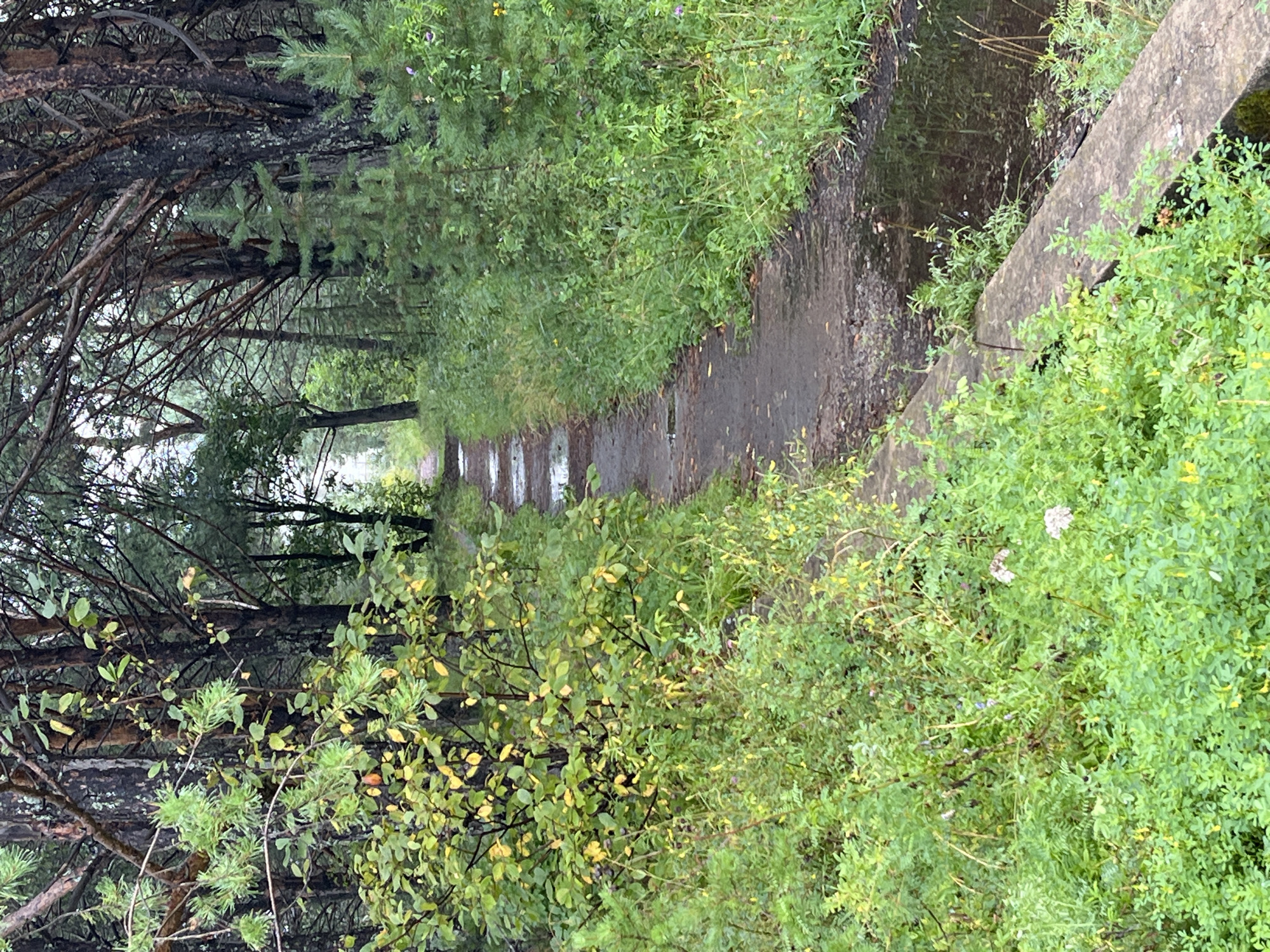 The image depicts a narrow, unpaved path winding through a dense forest. The path is partially covered with puddles of water, suggesting recent rainfall. Lush green vegetation, including trees and smaller plants, lines both sides of the path, with some leaves showing signs of autumn color change. The overall atmosphere is damp and overcast, characteristic of a forest environment. This scene is located in Divnogorsk, Russia.