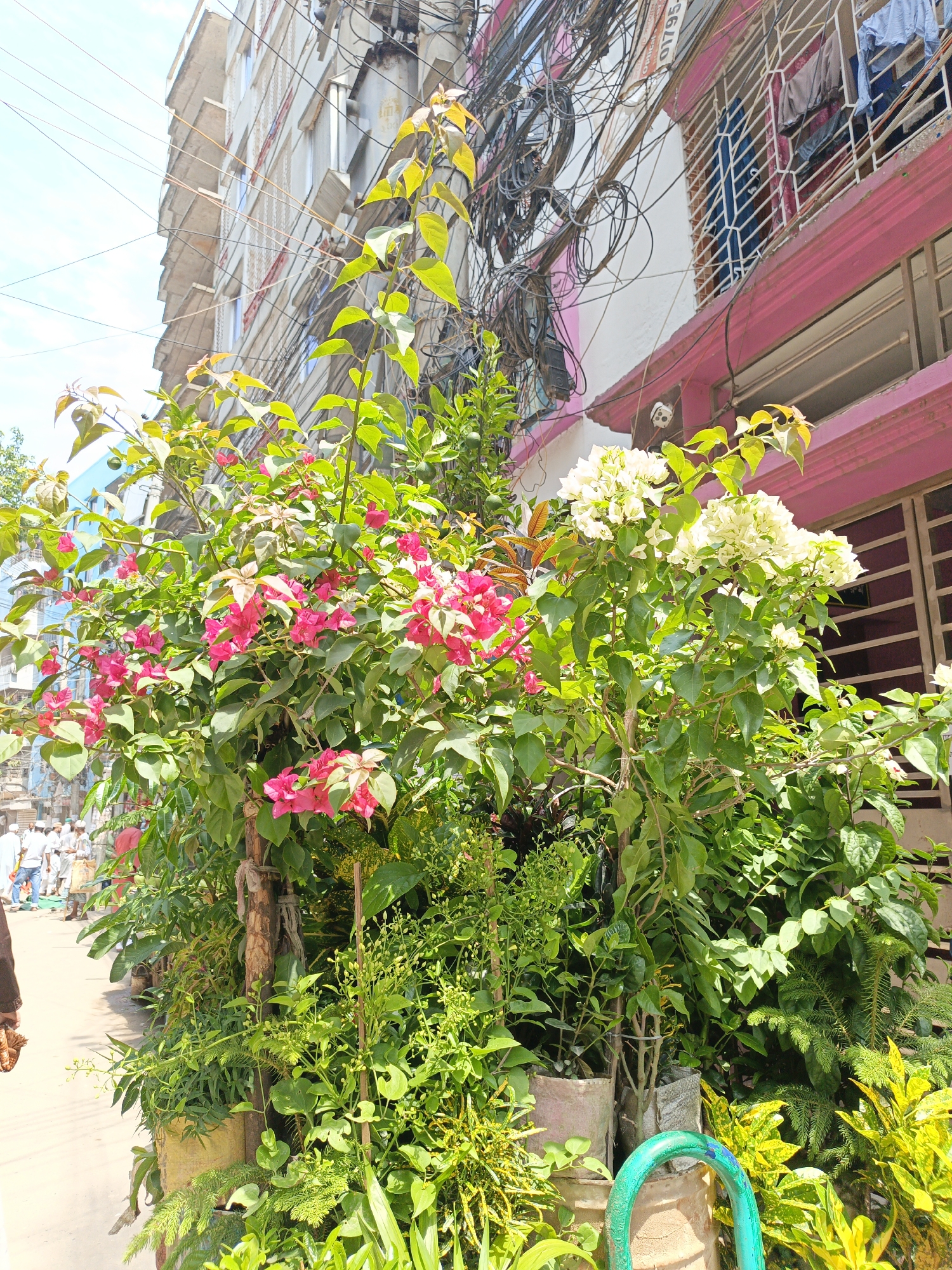 The image shows a street scene in an urban location. In the foreground is a collection of potted plants, including bougainvillea with both pink and white flowers. The plants are situated next to a sidewalk with people walking in the background. The background features buildings with complex electrical wiring and a building painted with pink accents and window security bars. Laundry hangs on the bars. The sky is visible, partially obscured by the buildings and wiring.