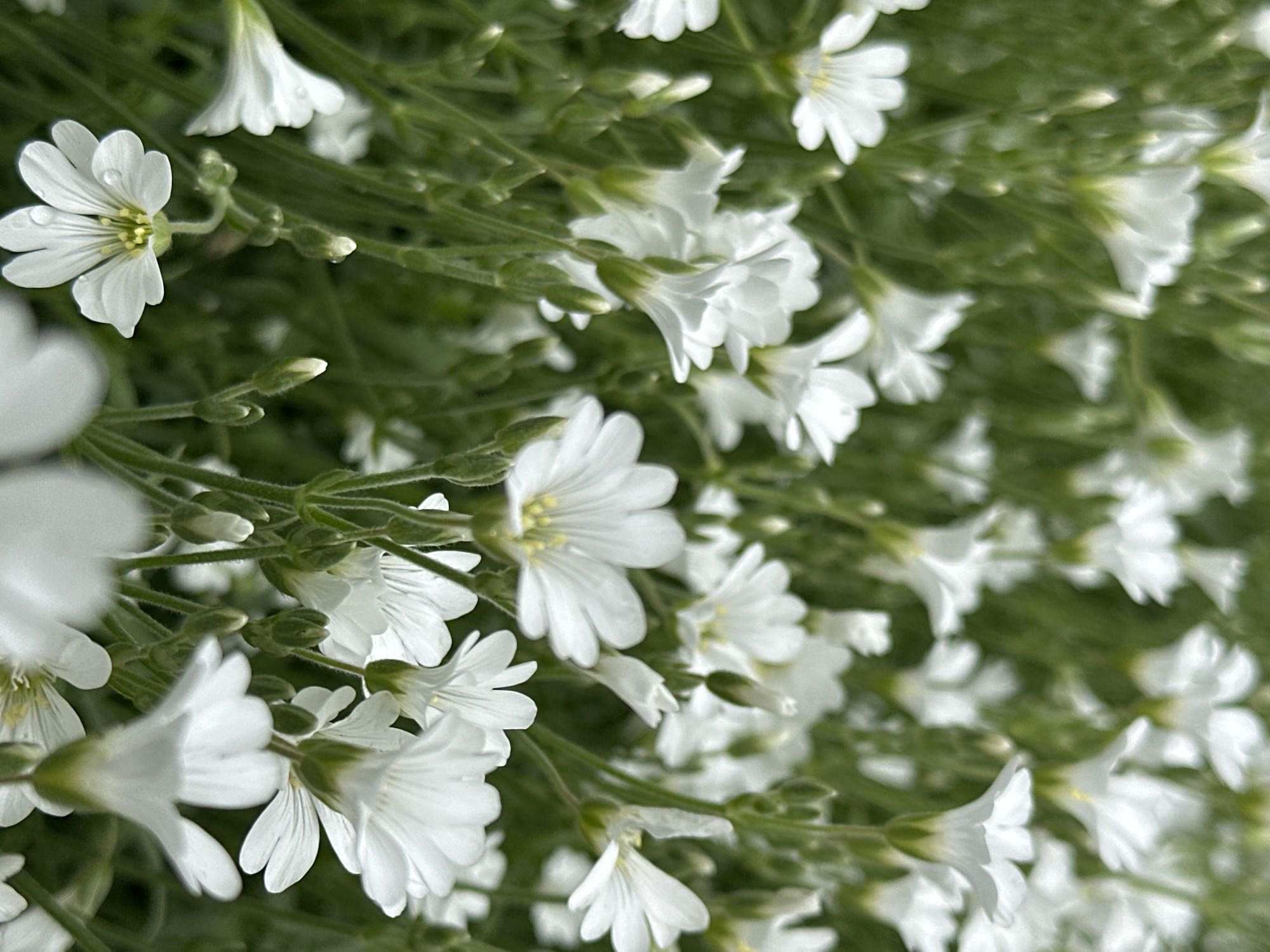 The image shows a dense cluster of small white flowers with green stems and foliage. The flowers have five petals and a yellow center. Some flowers appear to have water droplets on them. The background is a blur of green foliage, suggesting the image was taken in a garden or natural setting. The location is unspecified, so the information about Stavropol, Russia cannot be confirmed.