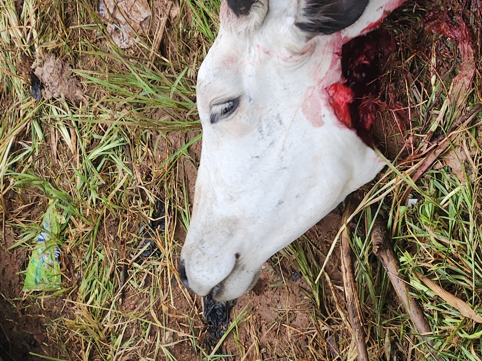 The image shows a deceased cow's head and upper body lying on the ground amidst dry grass and dirt. The cow is white with some black markings around the ears. There is a significant wound visible on the cow's neck, which appears to be a deep laceration with exposed tissue and blood. The cow's eye is open, and its mouth is slightly agape. In the background, there are patches of green grass, brown soil, and some debris, including a crumpled piece of green and blue plastic packaging. The overall scene suggests a rural or undeveloped outdoor environment. There is no indication of the specific location in Jos, Nigeria within the image itself.