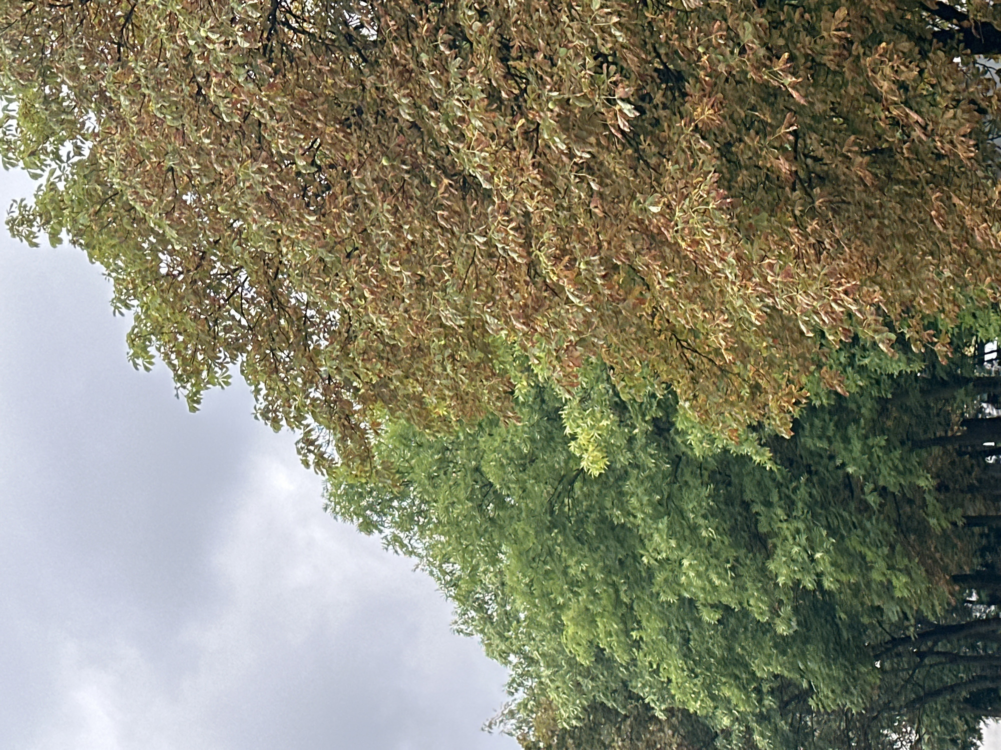 The image shows a row of trees with one side displaying vibrant green leaves and the other side showing leaves that have begun to change color to shades of brown and orange, suggesting a transition into autumn. The sky is overcast with gray clouds. The trees are in full foliage, and no people or other distinct objects are visible. The scene appears to be a public park or a tree-lined street. This particular view, featuring trees undergoing seasonal color change along a path, is consistent with the landscape found in the vicinity of the Minsk Botanical Garden in Minsk, Belarus, known for its diverse arboreal collection and well-maintained grounds that showcase seasonal foliage transformations.