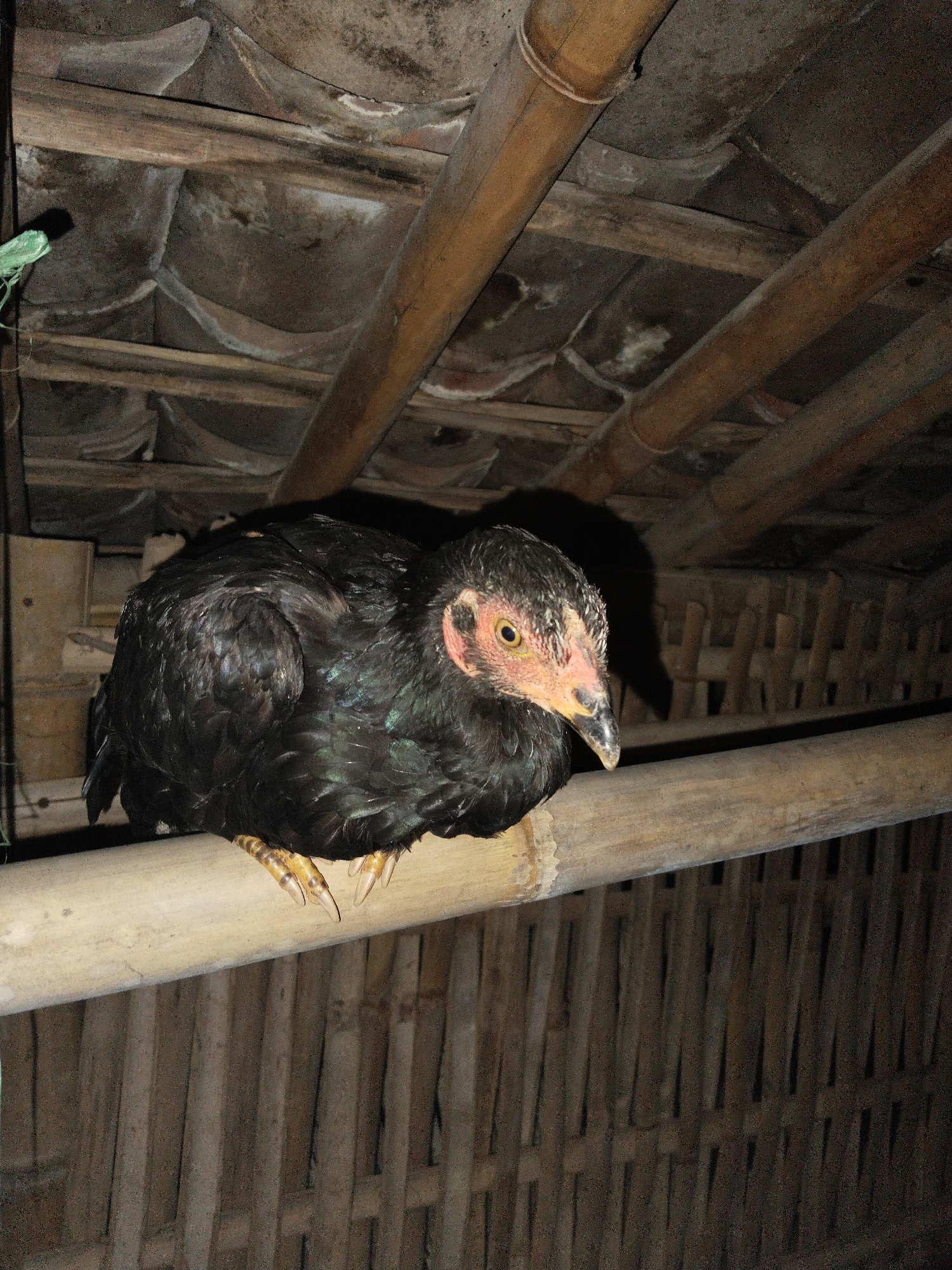 A black chicken perches on a bamboo pole within a dimly lit structure, possibly a coop or shelter. The structure has a roof comprised of what appear to be clay tiles and bamboo rafters. The chicken, with yellow legs and a reddish head, is the focal point of the image. The background consists of tightly arranged bamboo poles, creating a wall-like effect. The location is Unknown, Unknown.
