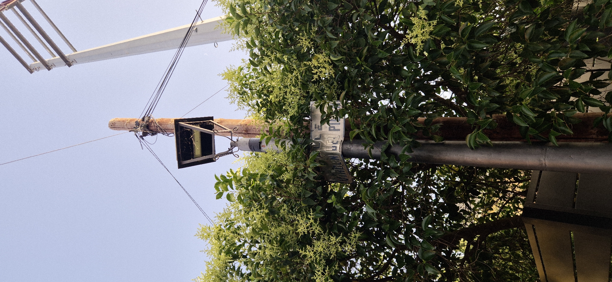 An eye-level, close-up shot shows a street sign on a metal pole, partially obscured by lush green foliage and light-colored flowers. The street sign is rectangular with raised lettering that appears to read "CALLE DE LA VIRGEN DEL P..." The pole supporting the sign is metallic gray and is positioned in front of a rough-textured wooden pole. Above the sign, a dark, rectangular light fixture with exposed wiring is attached to the wooden pole. The background consists of a clear, pale blue sky and a tall, white concrete utility pole with horizontal crossbars. The overall scene suggests an outdoor urban setting, possibly a street corner.