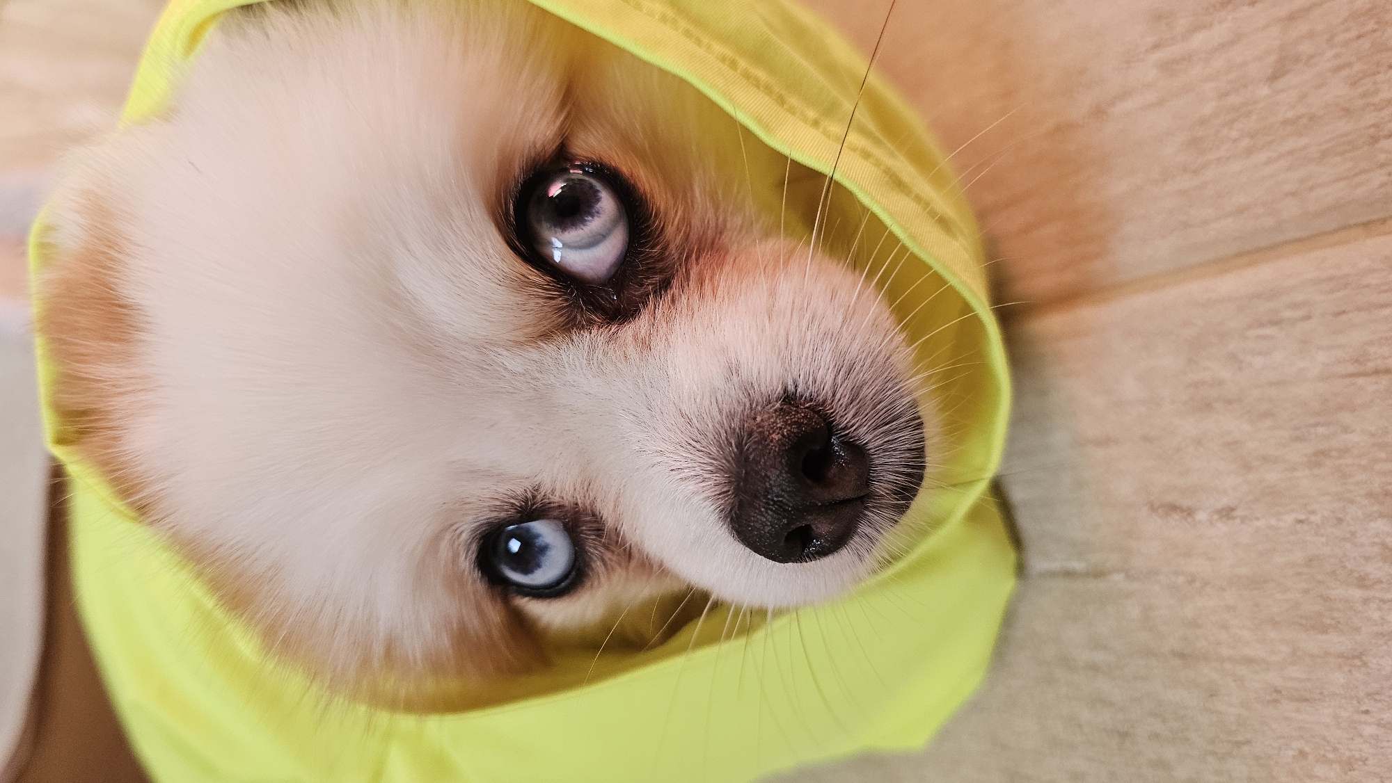 A close-up, eye-level shot shows a Pomeranian dog's face as it peers out from under a bright yellow garment, possibly a hoodie. The dog's fur is predominantly white with tan markings around its ears and forehead. Its eyes are a striking blue with dark pupils, and its wet, black nose is prominent. The yellow fabric frames the dog's face, with some strands of white fur escaping around the edges. The background appears to be a wooden floor with visible grain and faint lines, suggesting a domestic setting. The image is focused on the dog's head and upper body. There is no information in the image that allows for the determination of its location in Baan Chaweng, Thailand.