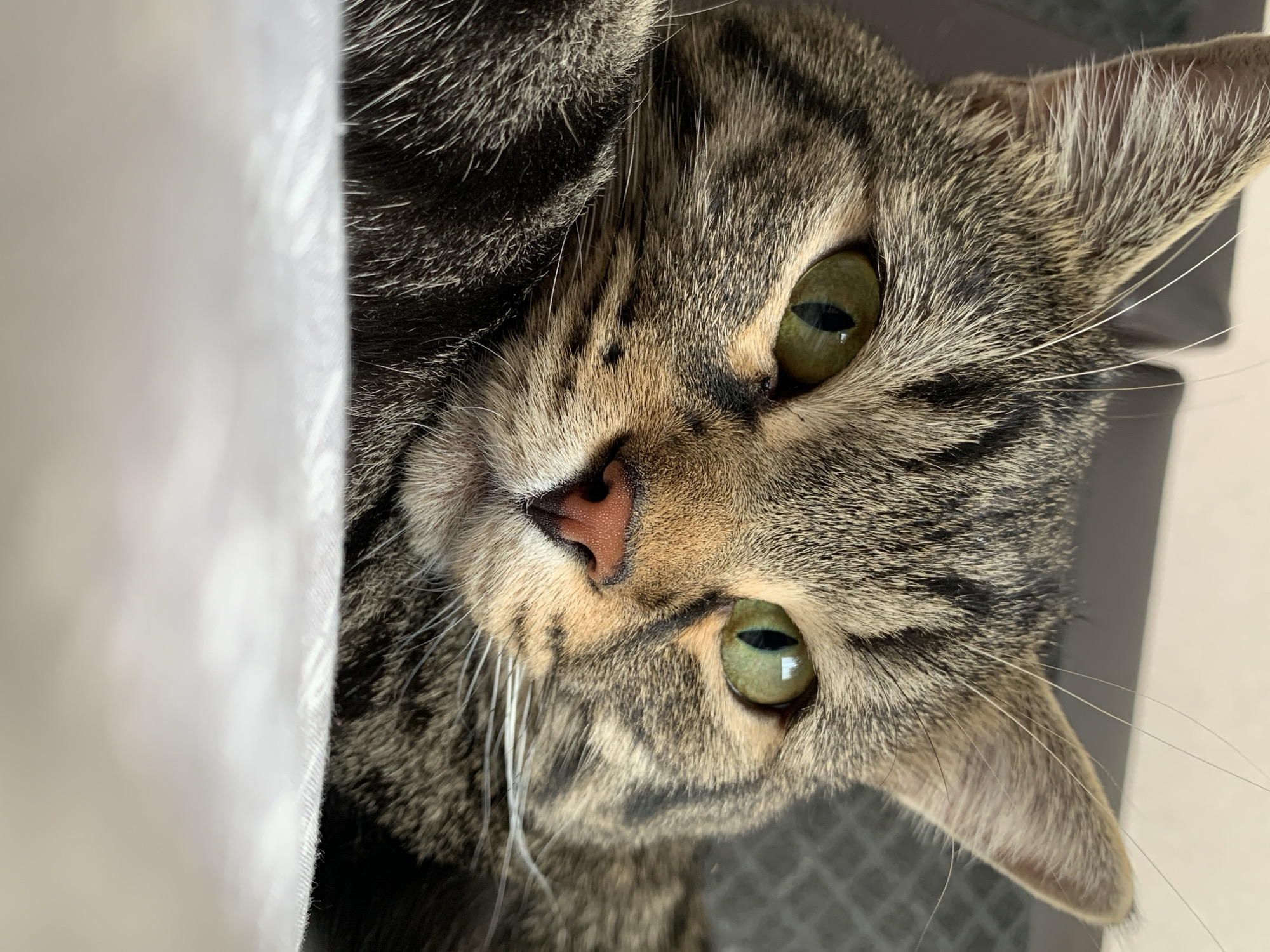 A close-up, tilted image shows the face of a brown tabby cat with green eyes. The cat's nose is pink, and it has white whiskers. A white object, possibly a blanket or curtain, is present on the left side of the frame. The background is out of focus and appears to be a light neutral color. The image does not contain any information regarding the city of Stavropol, Russia.