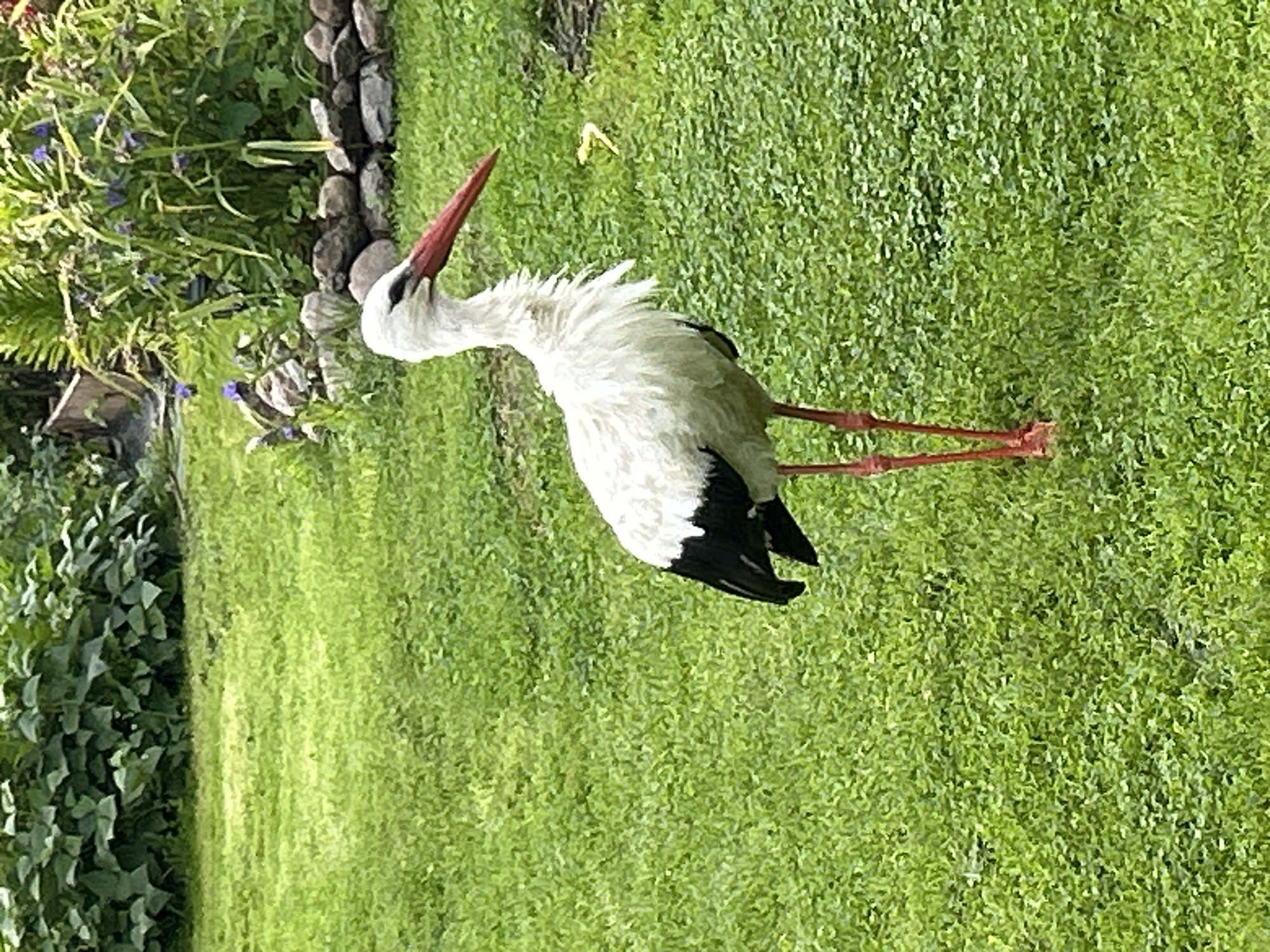 A white stork stands on a bright green lawn in Verkhnii Prikhon, Russia. The stork has black wing feathers, a white neck and body, and a long, red beak. Its legs are thin and orange. In the background, there is a border of stones with some green plants and purple flowers growing behind them. The lawn is evenly cut and appears to be well-maintained. The overall scene is one of natural beauty in a suburban or rural setting.