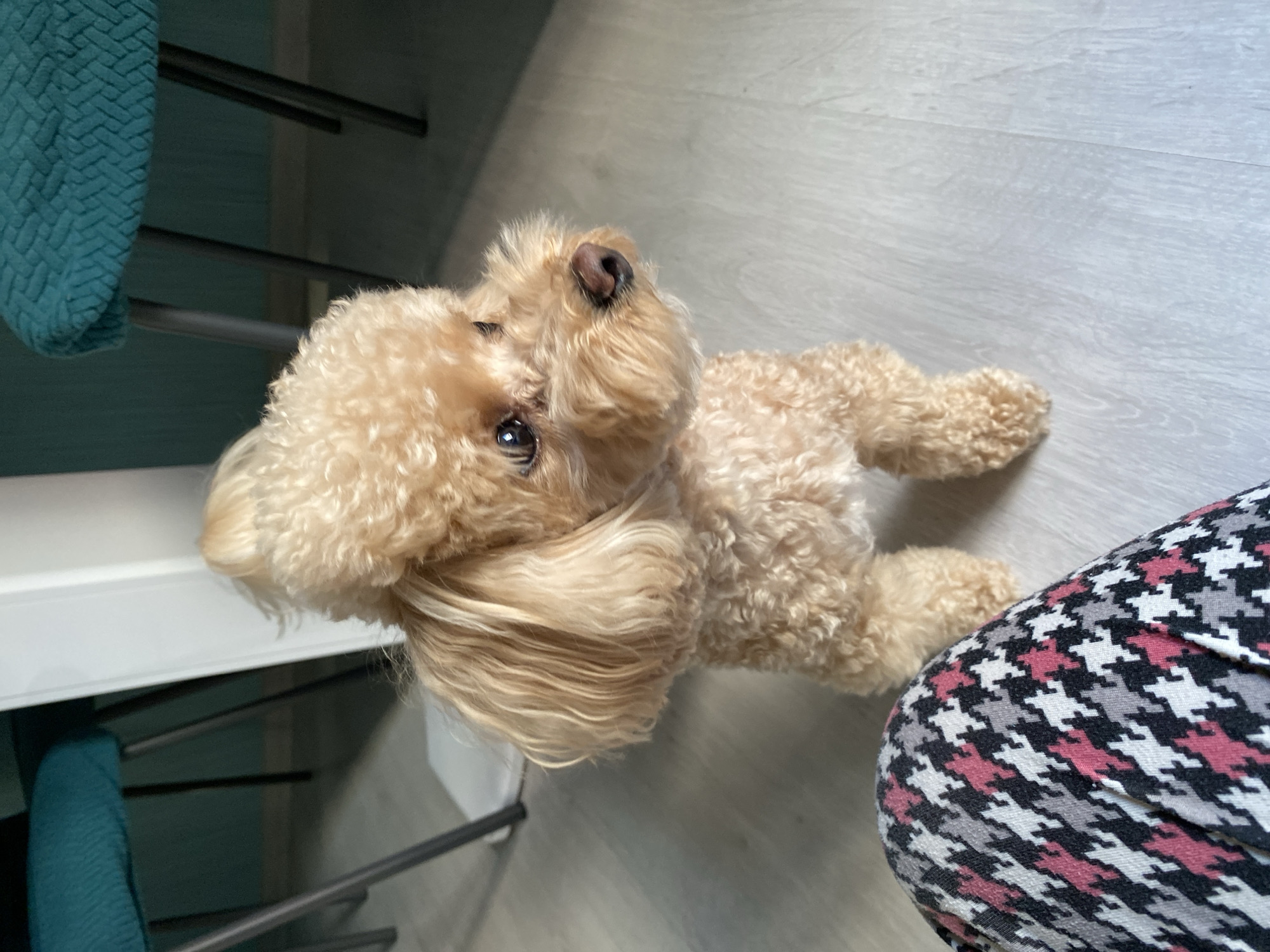The image shows a tan poodle lying on a light-colored wooden floor. The dog is looking up, with its head tilted. Its fur is curly and appears to be slightly wet. To the left of the dog, a teal textured blanket is draped over a dark metal structure, likely part of a table or chair. To the right, a person's leg is visible, wearing patterned leggings with a houndstooth design in pink, white, and black. The scene appears to be indoors, possibly in a home setting, with ample natural light suggesting daytime. The dog's expression is attentive, and its pose suggests it is waiting for something or someone. No visible text is present in the image. The context provided places the location in Saint Petersburg, Russia.