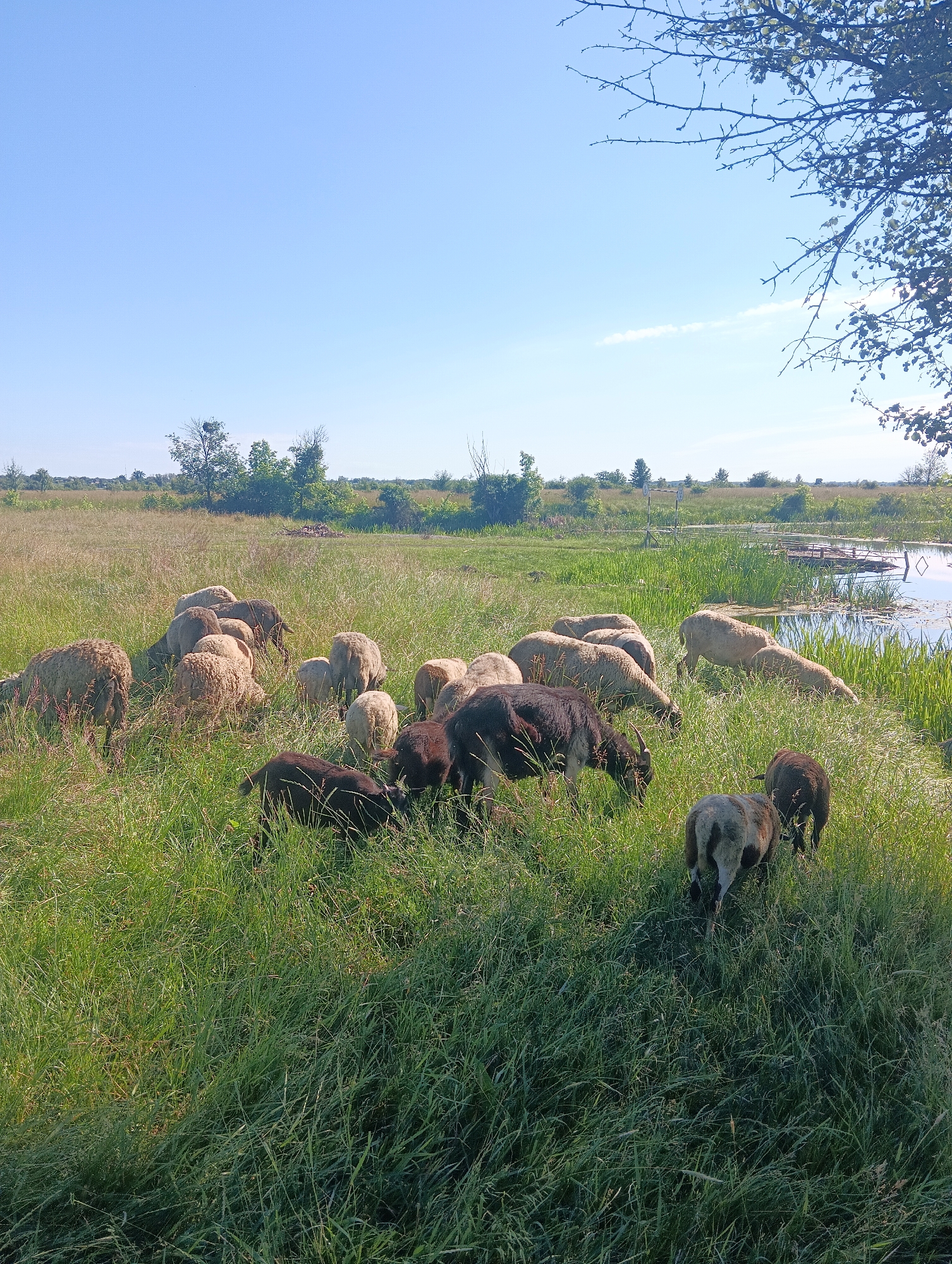 A flock of sheep grazes in a sunlit grassy field under a clear blue sky. The sheep, a mix of light brown and dark brown, are scattered across the foreground and midground, with some appearing to be eating grass. In the background, a body of water with reeds lines the right side of the frame, and beyond that, a line of trees and low vegetation stretches across the horizon. A bare tree branch with sparse leaves overhangs the upper right portion of the image. The scene depicts a pastoral, outdoor environment.