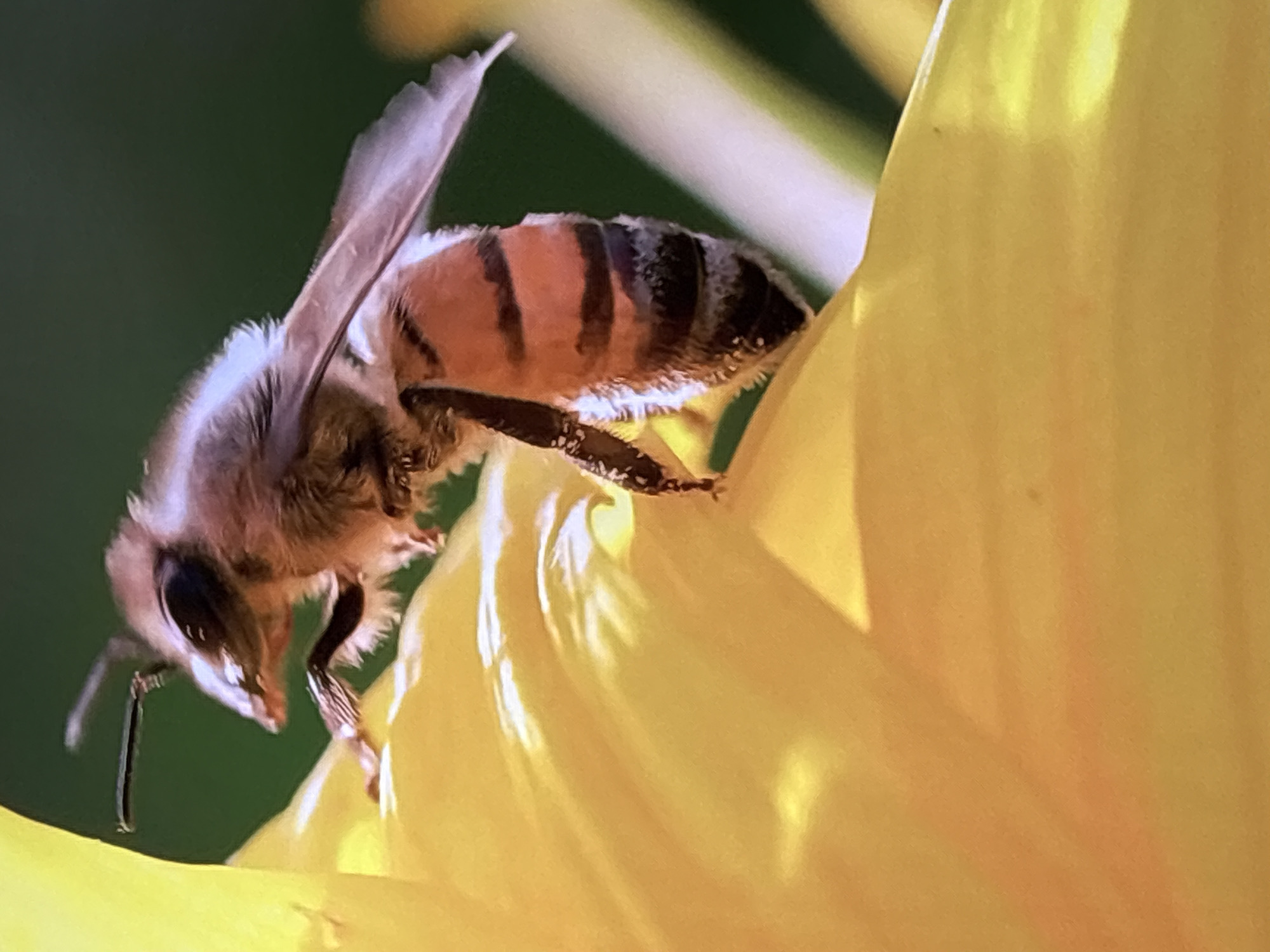 A macro photograph shows a honey bee perched on a bright yellow flower petal. The bee is oriented with its head towards the left, its body angled slightly downwards. Its abdomen displays distinct black and orange stripes, and its body is covered in fine hairs. One of its wings is visible, appearing translucent and delicate. The background is a soft, out-of-focus green, suggesting a natural environment. The lighting highlights the textures of both the bee and the flower petal, creating a sense of depth and detail. There are no people visible in the image. The image does not provide any information that would allow for the location to be identified as Krasnokamsk, Russia.