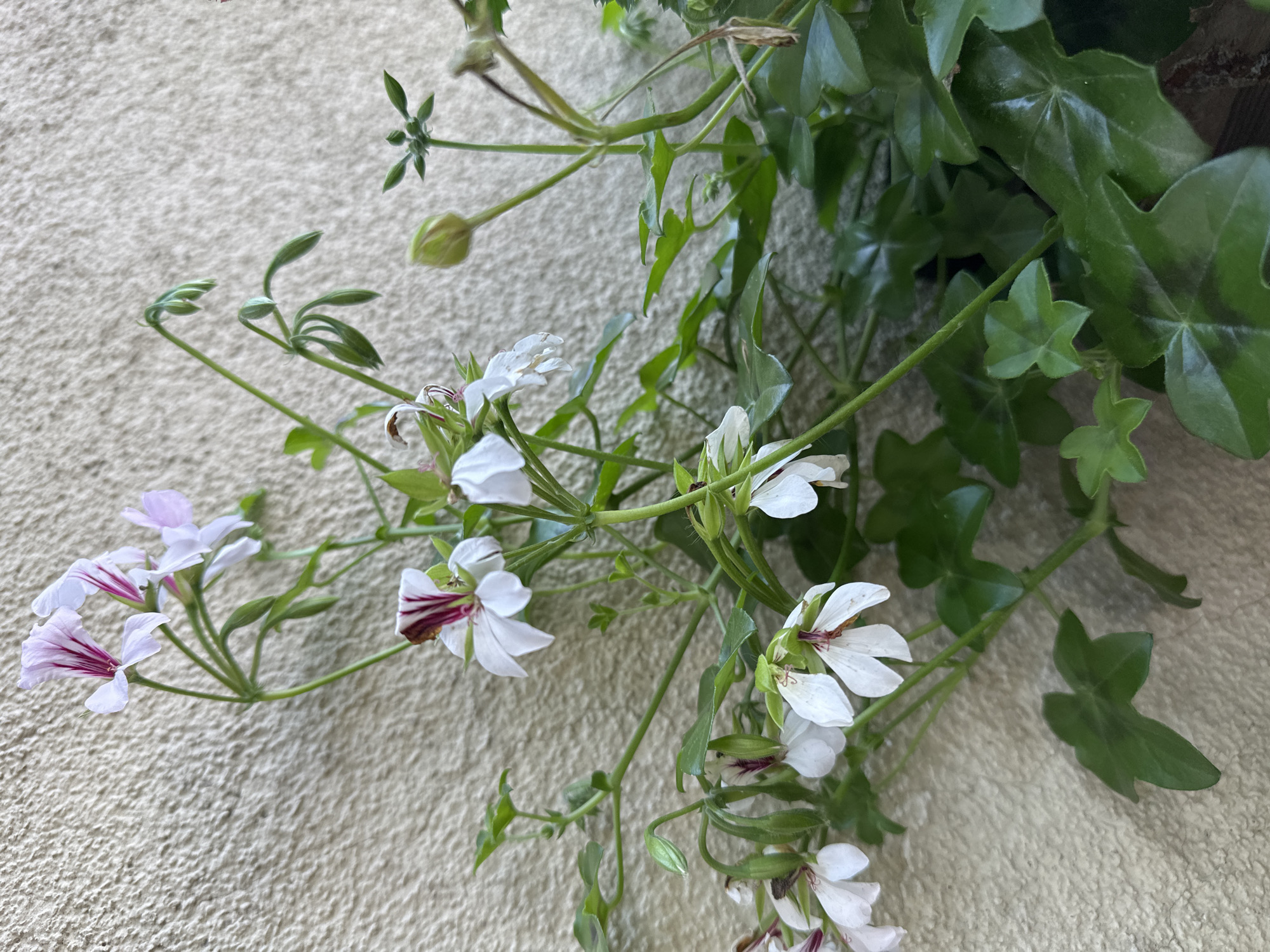 The image shows a close-up view of a plant with white and pink striped flowers and green ivy-like leaves, positioned against a textured, light-colored wall. Several flowers are in bloom, while others are in bud or wilting. The plant is positioned to the right side of the frame, with the wall occupying the left and upper portions of the image. The scene appears to be outdoors, likely in a garden or on a balcony. The location is specified as Łódź, Poland, though no specific landmarks or urban context are visible to confirm this. There are no people or animals present in the image.