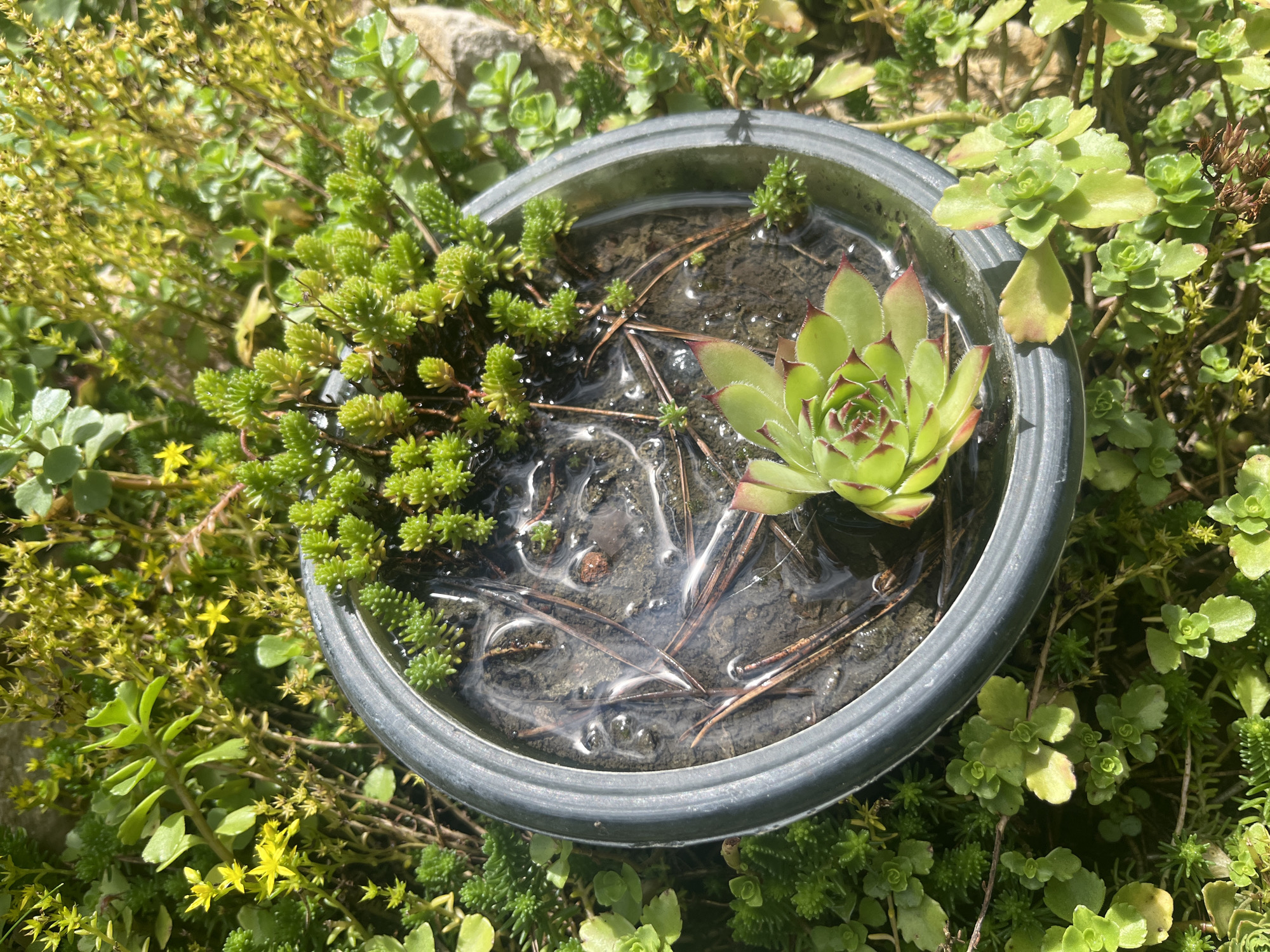 This is a close-up, high-angle shot of a small, circular pot filled with water and surrounded by various succulent plants. The pot itself is dark gray with a metallic sheen and has a slightly raised rim. Inside the pot, a single, vibrant green Sempervivum plant with reddish tips is partially submerged in the water, its rosette shape clearly visible. Scattered across the surface of the water are several brown pine needles. The pot is nestled amongst a dense growth of small, green, fleshy-leaved succulents, some of which are clustered tightly, while others trail outwards. In the background, more of these succulents are visible, with some bearing tiny, bright yellow flowers. The overall impression is of a garden setting, likely outdoors given the sunlight dappling the scene and the type of plants. The location is identified as Starozhivotinnoe, Russia, though no specific urban features are discernible within the frame.