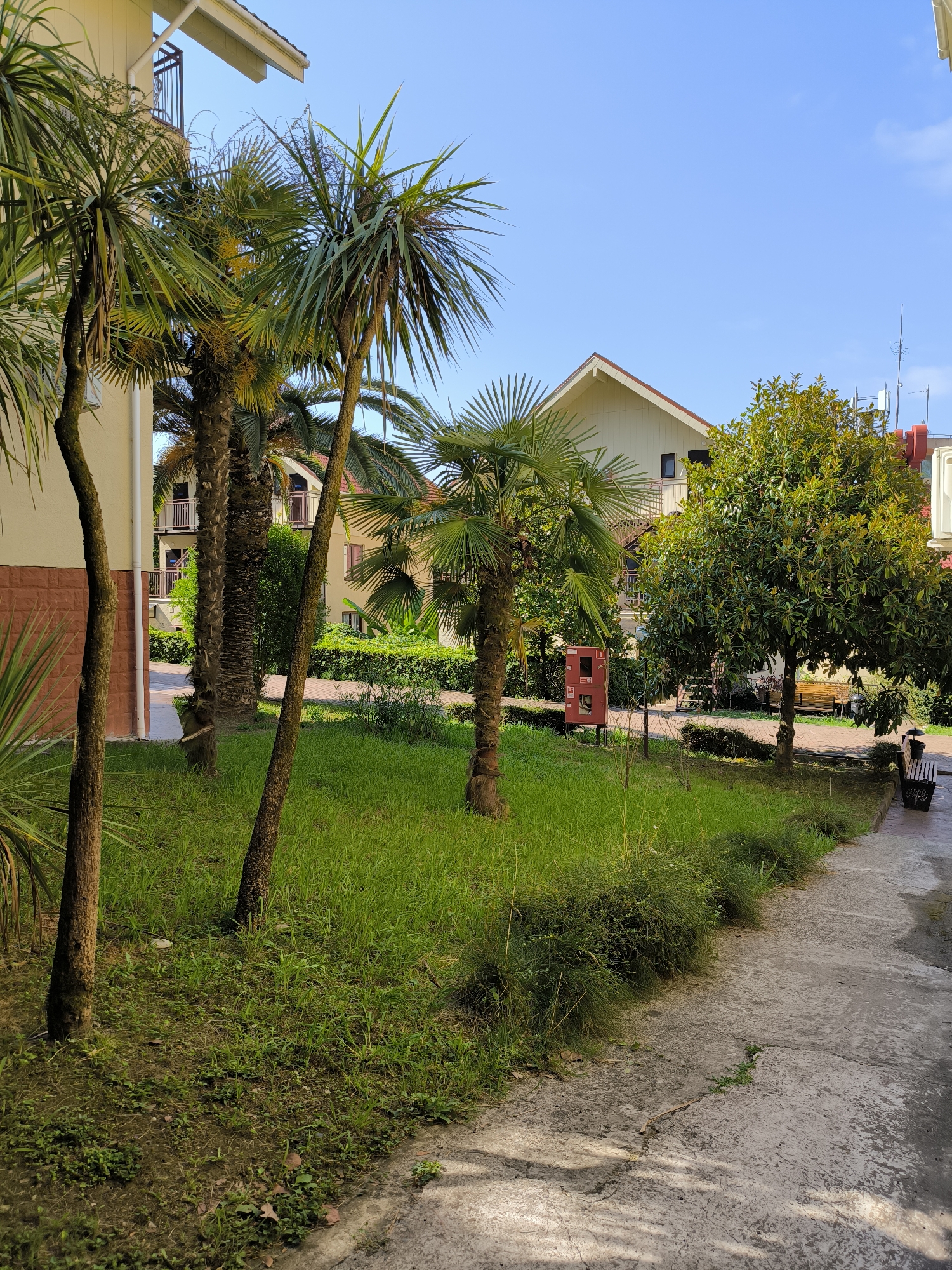 The image depicts an outdoor scene in Sochi, Russia, featuring a well-maintained courtyard with lush green grass and several palm trees. A concrete pathway runs along the right side of the frame, leading towards the background where buildings are visible. One building, with a light-colored facade and a red-tiled roof, stands prominently, suggesting it might be a residential or hotel property. A fire alarm box, painted red, is positioned near some of the palm trees. The environment appears to be a calm and sunny day, with a clear blue sky overhead. The presence of palm trees and the architectural style of the buildings suggest a warm climate, consistent with Sochi's location on the Black Sea coast. There are no people visible in the image, and the scene is static, focusing on the landscape and structures.