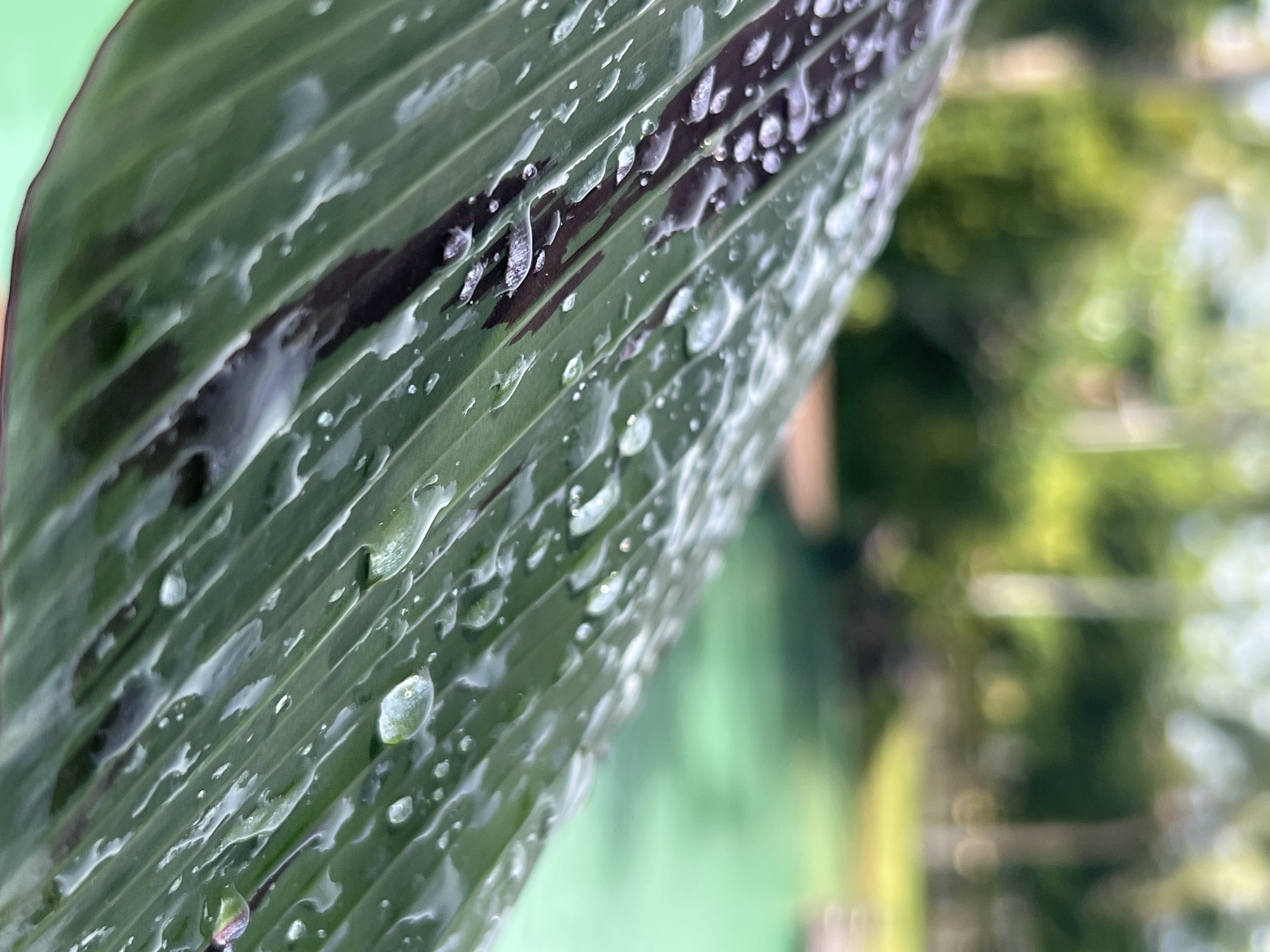 A close-up, low-angle shot focuses on a large, green leaf covered in water droplets. The leaf has distinct parallel veins and appears to be angled upwards from the left foreground. Darker, elongated streaks are visible on the leaf's surface, interspersed with the glistening water droplets. The background is blurred, featuring green foliage, trees, and a hint of a turquoise swimming pool, suggesting an outdoor setting. The lighting is soft, with the water droplets reflecting the ambient light. The location is identified as Tambon Pa Kae Bo Hin, Thailand, implying a tropical or subtropical environment conducive to such lush vegetation and outdoor amenities.