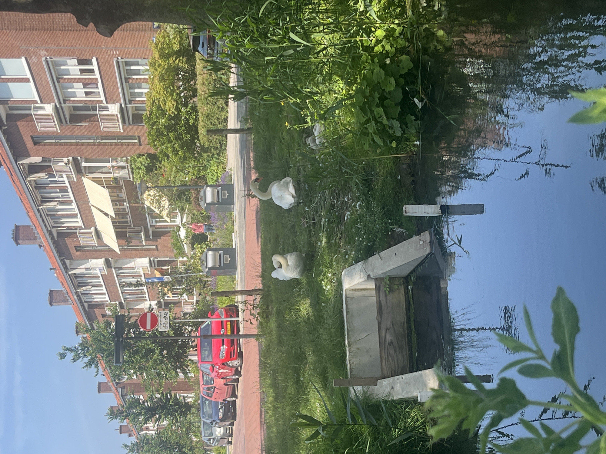 The image depicts a residential street scene with a canal in the foreground. In the canal, there is a concrete structure on the left edge and the water reflects the surrounding environment. On the grassy bank next to the canal, two adult swans are visible, one with its neck curved. Further back, a group of smaller swans are huddled together amongst the foliage. Behind the swans, a street is lined with parked cars, including a red Volkswagen Golf. A traffic sign indicates no entry for all vehicles and cyclists. Beyond the street, a row of brick apartment buildings with balconies and awnings stretches across the background. Green trees and bushes are interspersed throughout the scene, and the sky is clear and blue.