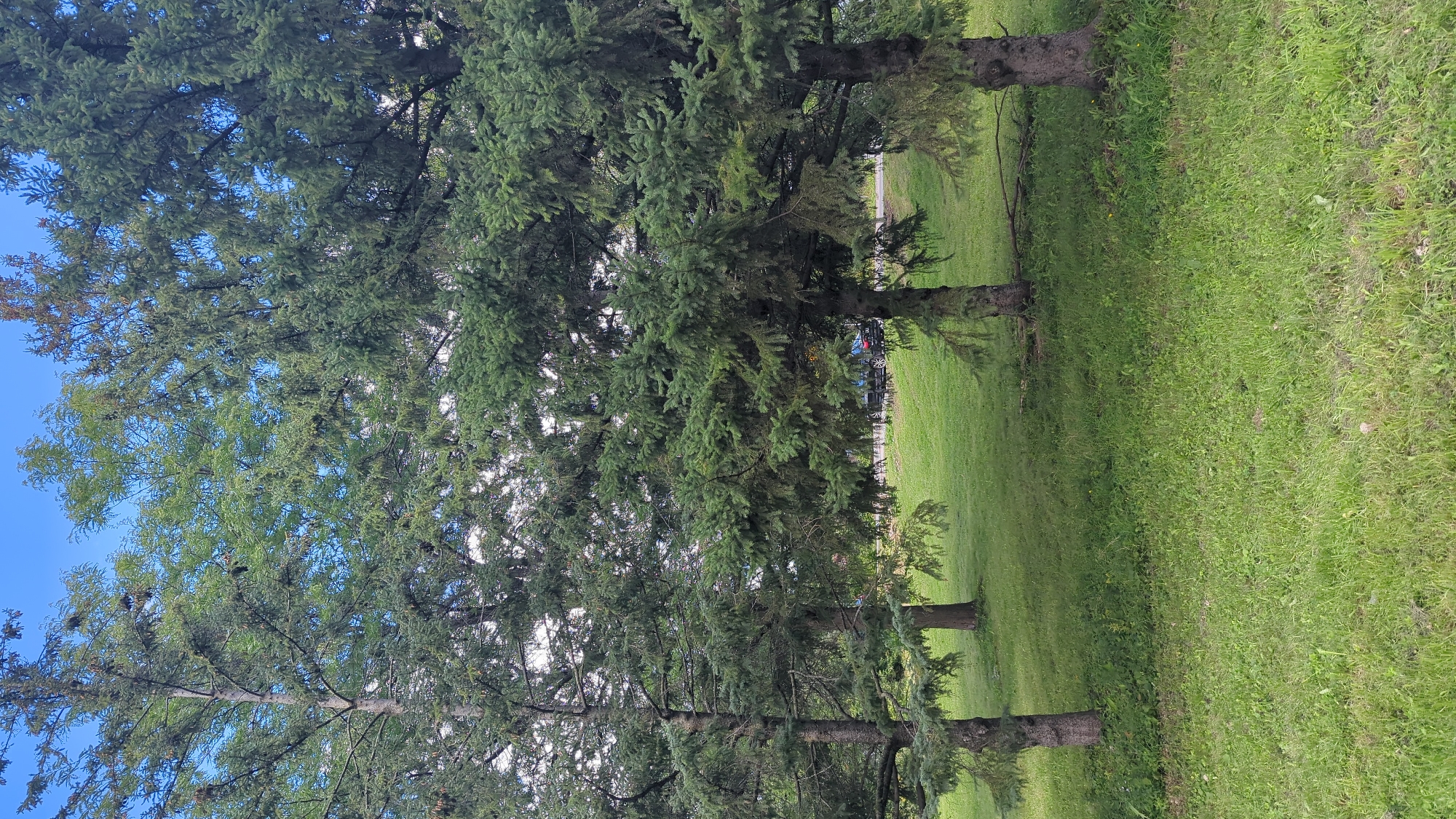 The image shows a group of mature coniferous trees, likely spruce or fir, with dense green foliage. They are set in a well-maintained grassy area. In the background, partially obscured by the trees, a paved road is visible with a dark-colored sedan and possibly a small SUV parked on it. Beyond the road, a hint of buildings or structures can be discerned. The sky above is a clear blue. The scene depicts a park-like setting within Montreal, Canada, characterized by lush vegetation and typical urban infrastructure in the distance.