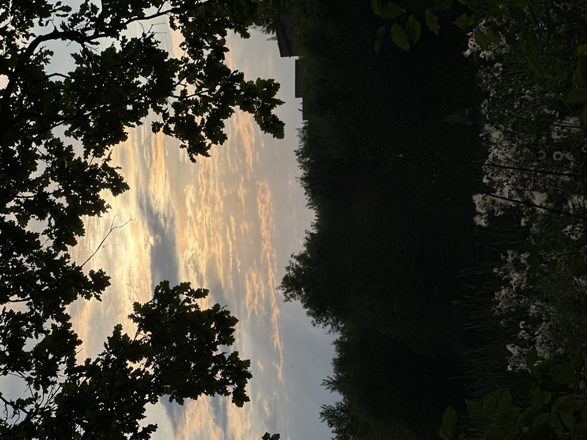This is a photograph taken at dusk in the village of Makiv, Ukraine. The foreground is dominated by the dark silhouettes of tree branches with leaves, framing a view of the sky and the landscape beyond. The sky is filled with scattered clouds, illuminated by the setting sun, which casts a warm, orange glow. Below the sky, a dense line of dark green trees forms a horizon. In the distance, on top of the treeline, are the silhouettes of buildings, suggesting a settlement or industrial area. The lower part of the image shows a patch of tall grasses and white, fluffy seed heads, characteristic of a meadow or marshy area, also silhouetted against the dark background. The overall mood is serene and natural, capturing the transition from day to night.