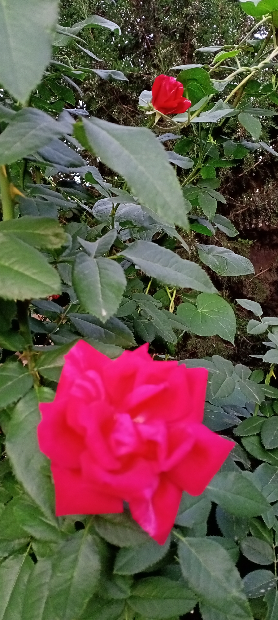 The image shows a close-up of a bright pink rose in the foreground, with its petals slightly blurred due to the focus being on the flower. Behind it, a smaller red rose is visible, also in focus, with green leaves and stems forming a dense background. The setting appears to be an outdoor garden. The image does not provide any specific information about its location in Sokuluk, Kyrgyzstan.