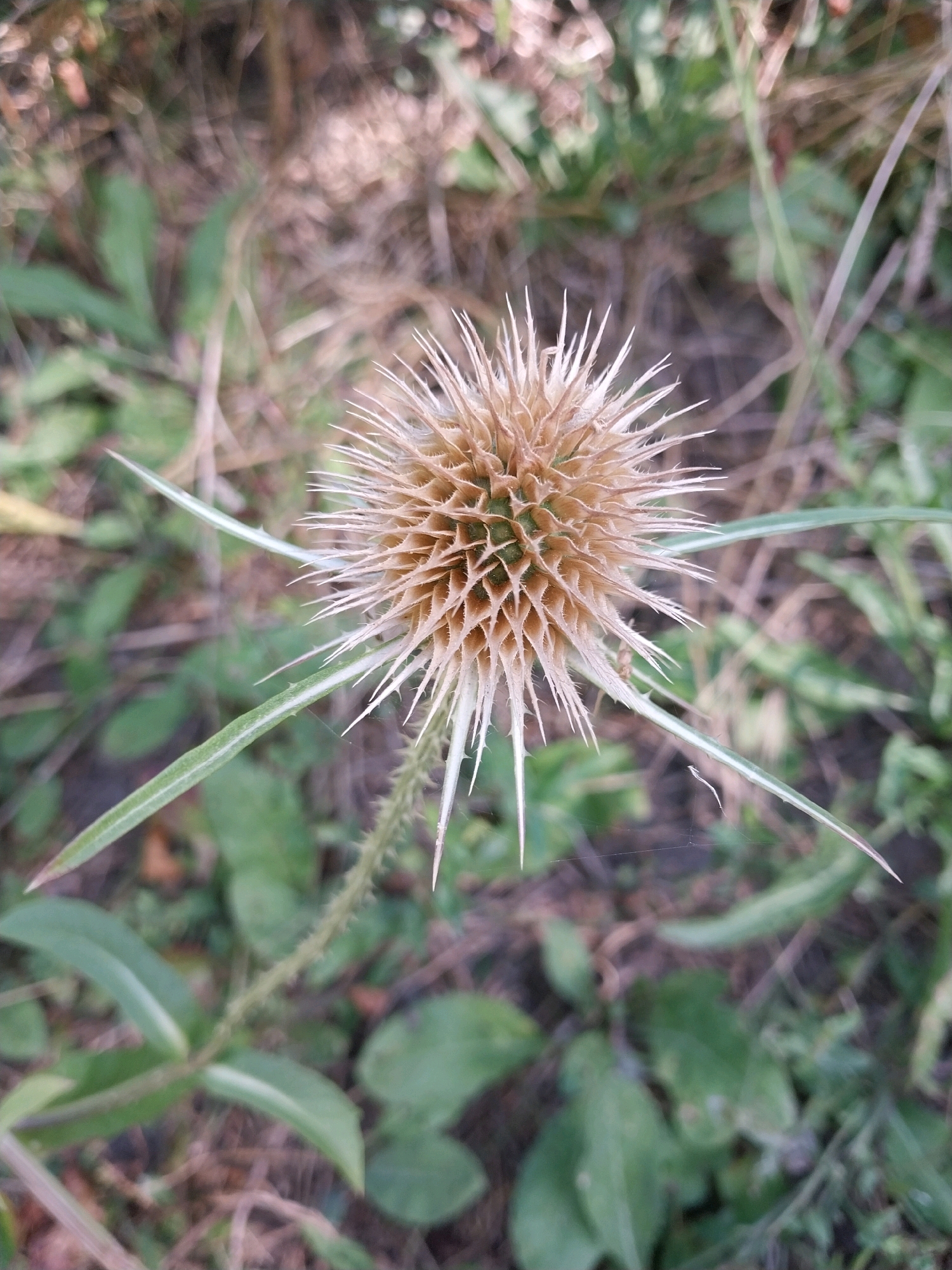 A dried thistle head with sharp, pointed bracts sits centrally in the frame. The thistle head is a light brown color with some green visible at its base. Long, spiky leaves extend outwards from the plant, some of which are also visible on the periphery of the image. The background consists of out-of-focus green foliage and dry, brown vegetation, suggesting an outdoor, natural setting. The image does not contain any people or indications of urban life, making it impossible to ascertain a specific location within Dnipro, Ukraine based solely on the visual information provided.