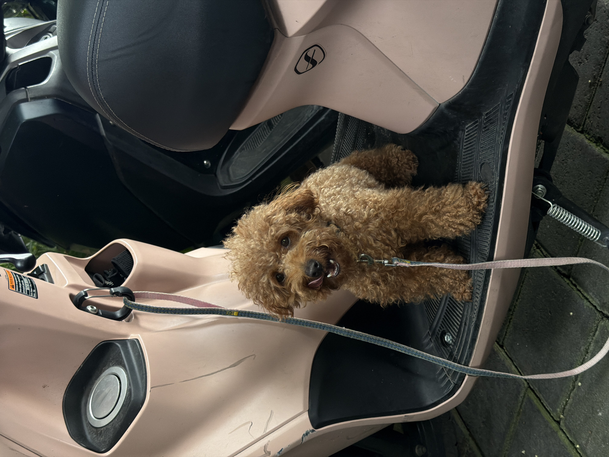 A medium-sized brown poodle rests on the floorboard of a pink and black scooter. The poodle is on a leash, with one end attached to a metal clip on the scooter's front. The scooter is parked on a brick surface with visible green moss. The image likely originated in North Kuta, Indonesia.