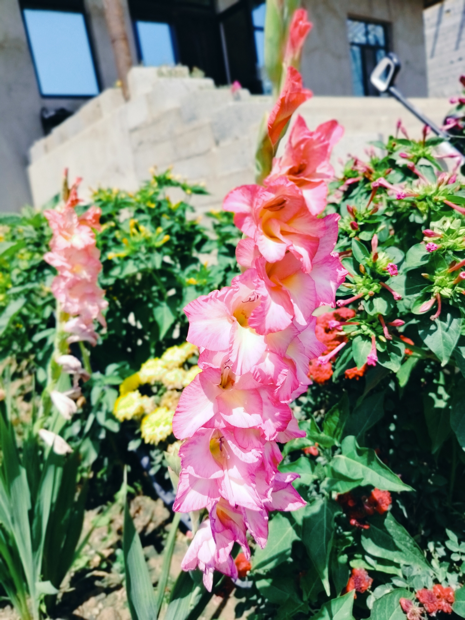 The image depicts a close-up view of pink and white gladiolus flowers in bloom, with a building and greenery in the background. The building appears to be made of light-colored stone and has windows. The gladiolus are in the foreground, with their tall stalks and layered petals prominently displayed. Behind the gladiolus, there are clusters of smaller green and yellow flowers, as well as dense green foliage. The scene is illuminated by natural sunlight, casting shadows and highlighting the textures of the flowers and building. The overall impression is that of a garden setting adjacent to a structure, possibly in a residential or public area. The location is identified as Қарабұлақ, Kazakhstan.