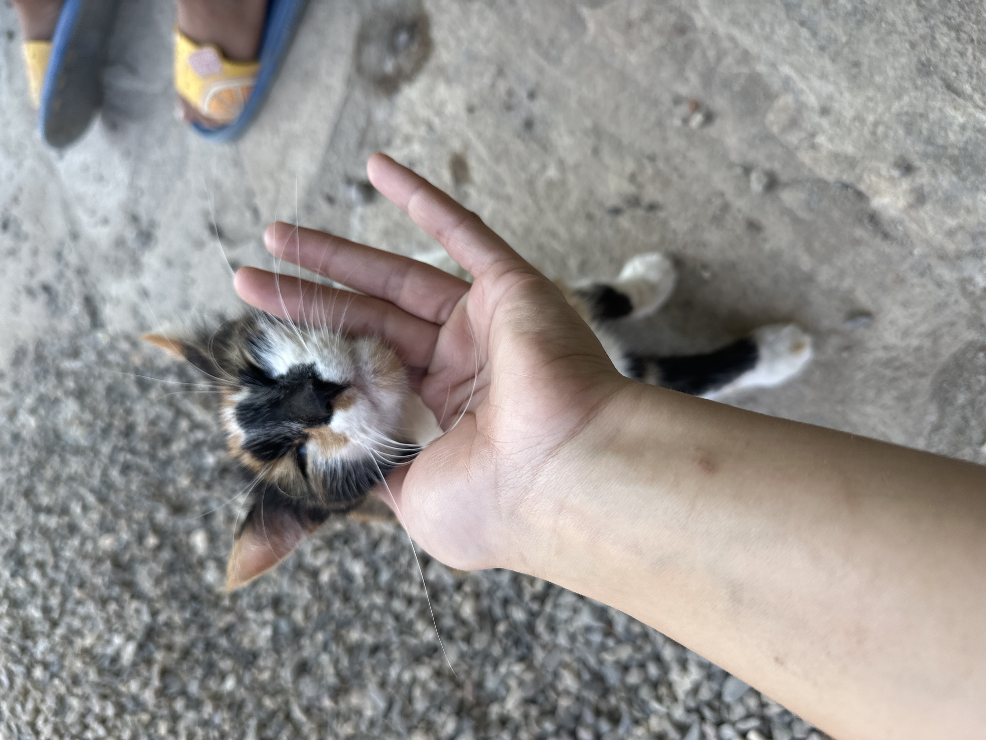 A calico cat is being petted by a human hand. The cat's face is close to the hand, with its eyes partially closed. The cat has patches of orange, black, and white fur. The background shows a gravelly surface and concrete. In the upper right corner, there are two pairs of blue and yellow flip-flops, suggesting the presence of other people. The scene appears to be outdoors, possibly in a yard or alleyway. The location is identified as Malevo, Bulgaria.
