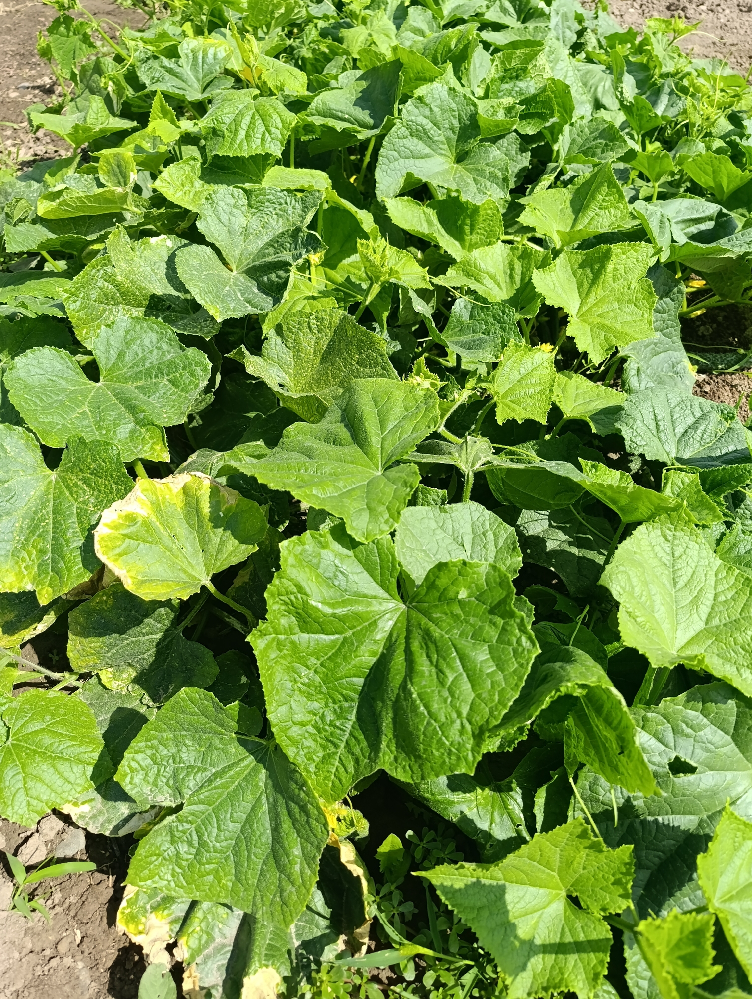 The image shows a close-up, overhead view of a patch of lush, green cucumber plants growing in soil. The leaves are large, textured, and deeply lobed, with some leaves showing signs of yellowing or slight browning at the edges. The soil is visible around the plants, appearing dry and slightly disturbed. The scene is outdoors and appears to be a garden or agricultural plot. There are no people or animals visible in the image. The sunlight casts shadows across the leaves, indicating it is daytime. The overall impression is one of healthy but potentially stressed vegetation, possibly in an urban or suburban garden setting within Bishkek City, Kyrgyzstan.