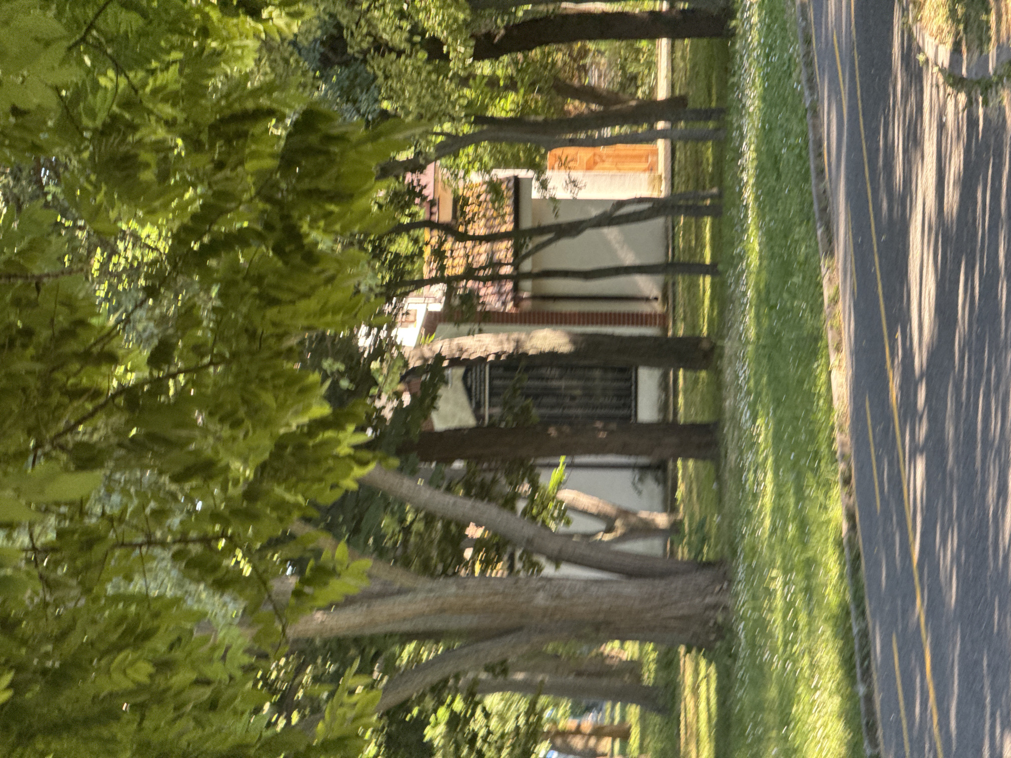 The image captures a scene from the Sea Garden in Burgas, Bulgaria. In the foreground, a paved road with yellow lane markings is visible, bordered by a grassy area dotted with small white flowers. Beyond the grass, a row of trees with thick trunks and vibrant green foliage creates a natural screen. Through the trees, a building with a light-colored facade, red-tiled roof, and an orange door can be seen. A window with a dark, barred grate is also present on the building. The lighting suggests it is daytime, with sunlight filtering through the leaves, casting dappled shadows on the road and ground. The overall atmosphere is serene and natural.