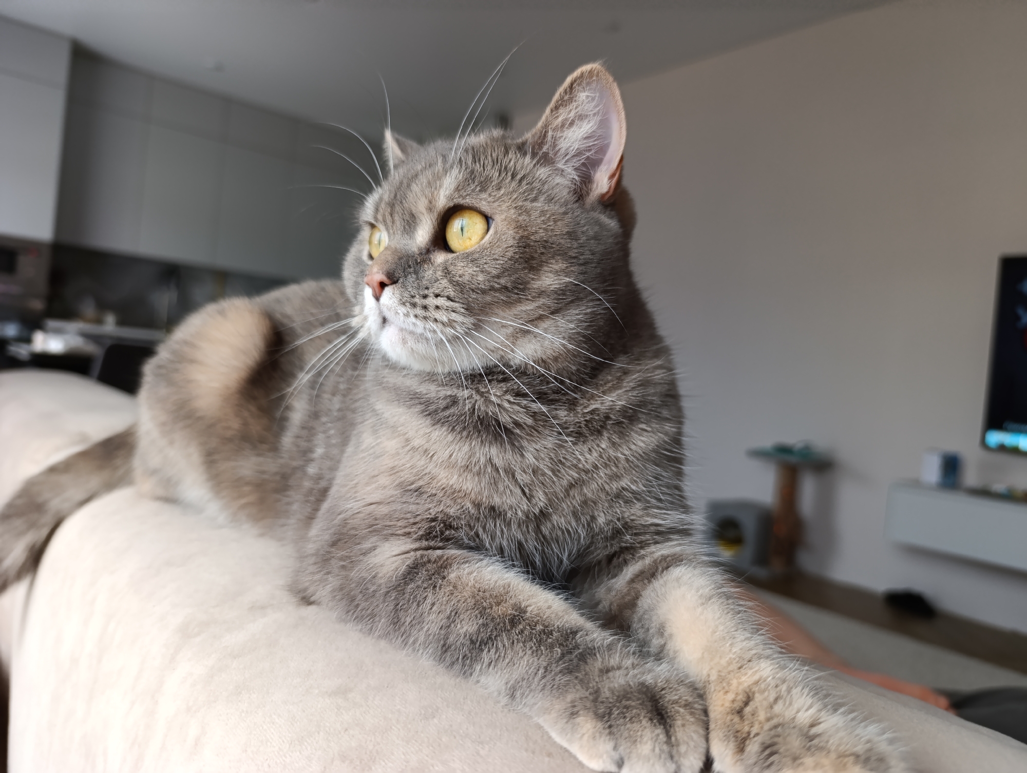 A gray tabby cat with yellow eyes is lying on a cream-colored sofa. The cat is facing left, looking out of frame. Its paws are extended, and its tail is visible in the background. The background includes a blurred kitchen area with white cabinets and a television with a white console table. The photograph was probably taken indoors. There's no evidence to confirm the location is Chaikovsky, Russia.