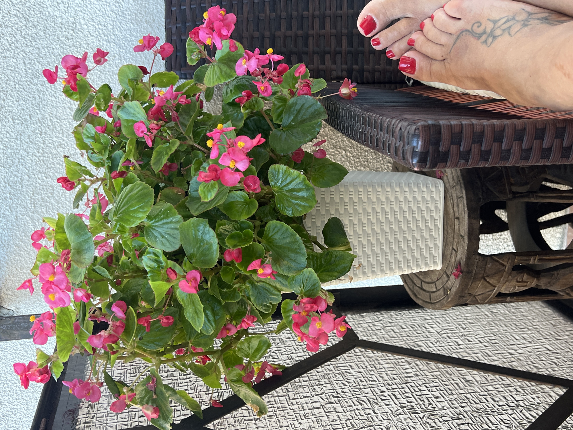 The image depicts a close-up, eye-level view of a potted begonia plant with vibrant pink flowers and lush green leaves, situated on a rustic wooden side table. To the right of the plant, a person's bare feet, adorned with bright red toenail polish and a tattoo on the left foot, are resting on the seat of a woven outdoor chair. The background shows a textured white wall and a dark, intricate metal fence. The scene appears to be outdoors, possibly on a balcony or patio. The location is identified as Kleosin, Poland.