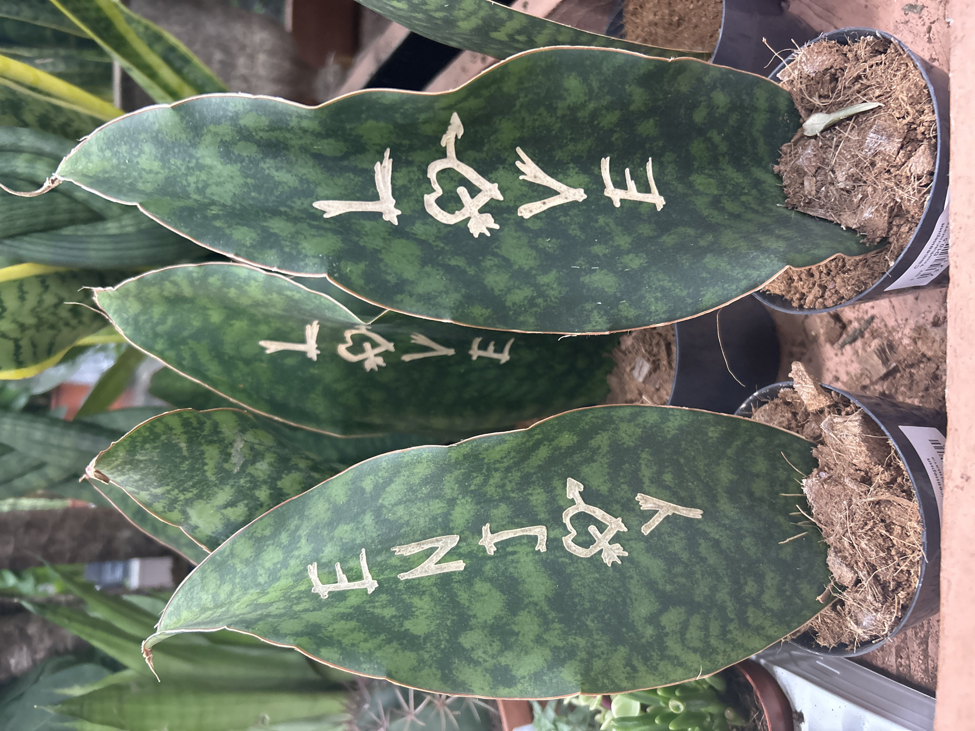 The image shows a close-up view of several large, dark green leaves of a snake plant, a popular houseplant, arranged in a staggered, layered formation. The leaves have a distinctive wavy edge and a mottled pattern of lighter green.
White lettering, possibly paint or a similar marking, has been applied to the surface of three of the visible leaves. The top leaf displays the word "LOVE" in a stylized font, with the letters appearing somewhat abstract. Below this, a second leaf also shows the word "LOVE", again in a similar artistic font. The lowest visible leaf has the word "ENJOY" written on it in the same white, artistic lettering.
The plants are in dark plastic pots filled with a dry, fibrous potting mix. Some dried plant debris is visible on the surface of the soil in the pots. In the background, other green plants and what appear to be parts of a retail or garden setting are visible, suggesting the plants are for sale or display. There are no people visible in the image. The lighting suggests it is daytime, likely indoors or under diffused light, as there are no harsh shadows. No specific weather or emotional cues are apparent. No location-specific details are discernible, other than the provided context of Moscow, Russia.