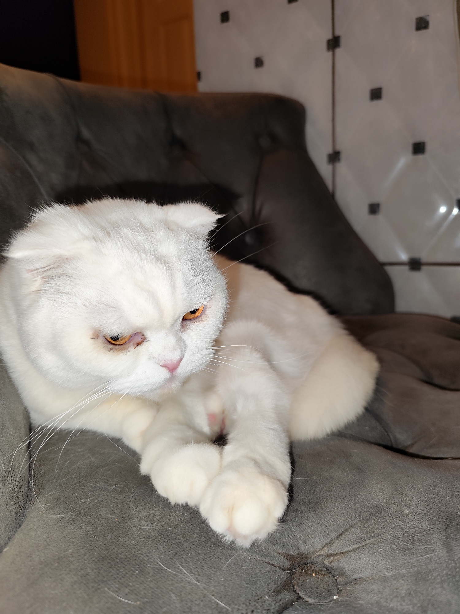 A white Scottish Fold cat with amber eyes lies curled up on a grey, upholstered chair or sofa. The environment includes a tiled wall with a pattern of squares and rectangles in the background. The location is Sarıyer, Turkey.