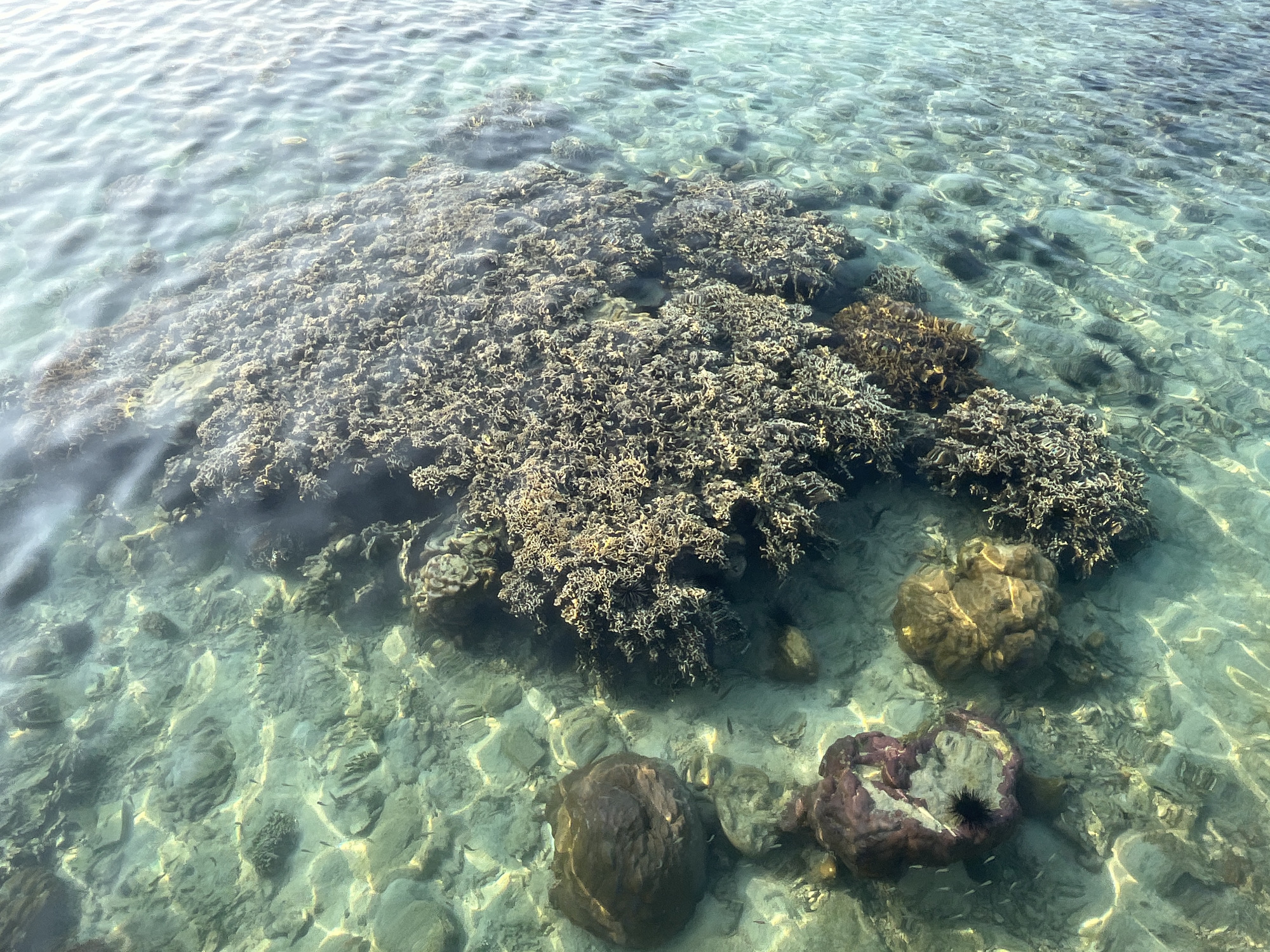 An aerial, slightly elevated view captures the clear, shallow, turquoise waters of Karimunjawa, Indonesia. The water's surface exhibits gentle ripples, allowing visibility of the sandy seabed adorned with various rocks and corals. A large, intricate coral formation dominates the upper half of the frame, casting a shadow onto the seabed below. Scattered around this formation are several smaller coral clusters and rocks, some appearing reddish-brown and others a lighter, yellowish-brown. In the lower portion of the image, a prominent, dark brown, rounded rock rests on the seabed, accompanied by a fractured reddish-purple rock showcasing a black sea urchin nestled within. Numerous small, silvery fish are visible swimming in small schools throughout the scene, particularly in the sandy areas between the coral and rocks. The overall environment suggests a vibrant and healthy coral reef ecosystem.