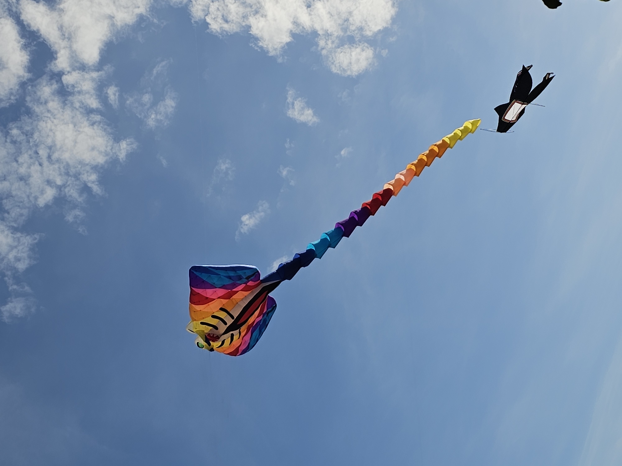 The image depicts two kites flying in a bright blue sky with scattered white clouds. The larger kite, positioned in the upper left quadrant, is vibrantly colored with a rainbow of hues including red, orange, yellow, green, blue, and purple. It appears to be shaped like a stylized animal head, possibly a fish or a dragon, with black markings around its eyes. A long, segmented tail, also in a gradient of colors from blue to yellow, trails behind it. To the lower right of the main kite, a smaller black kite is visible, shaped like a bat or a bird with outstretched wings. The image was captured in the city of Denpasar, Indonesia, likely during daylight hours given the bright sky and visible sunlight. There are no people or any other discernible objects in the scene besides the two kites and the sky.