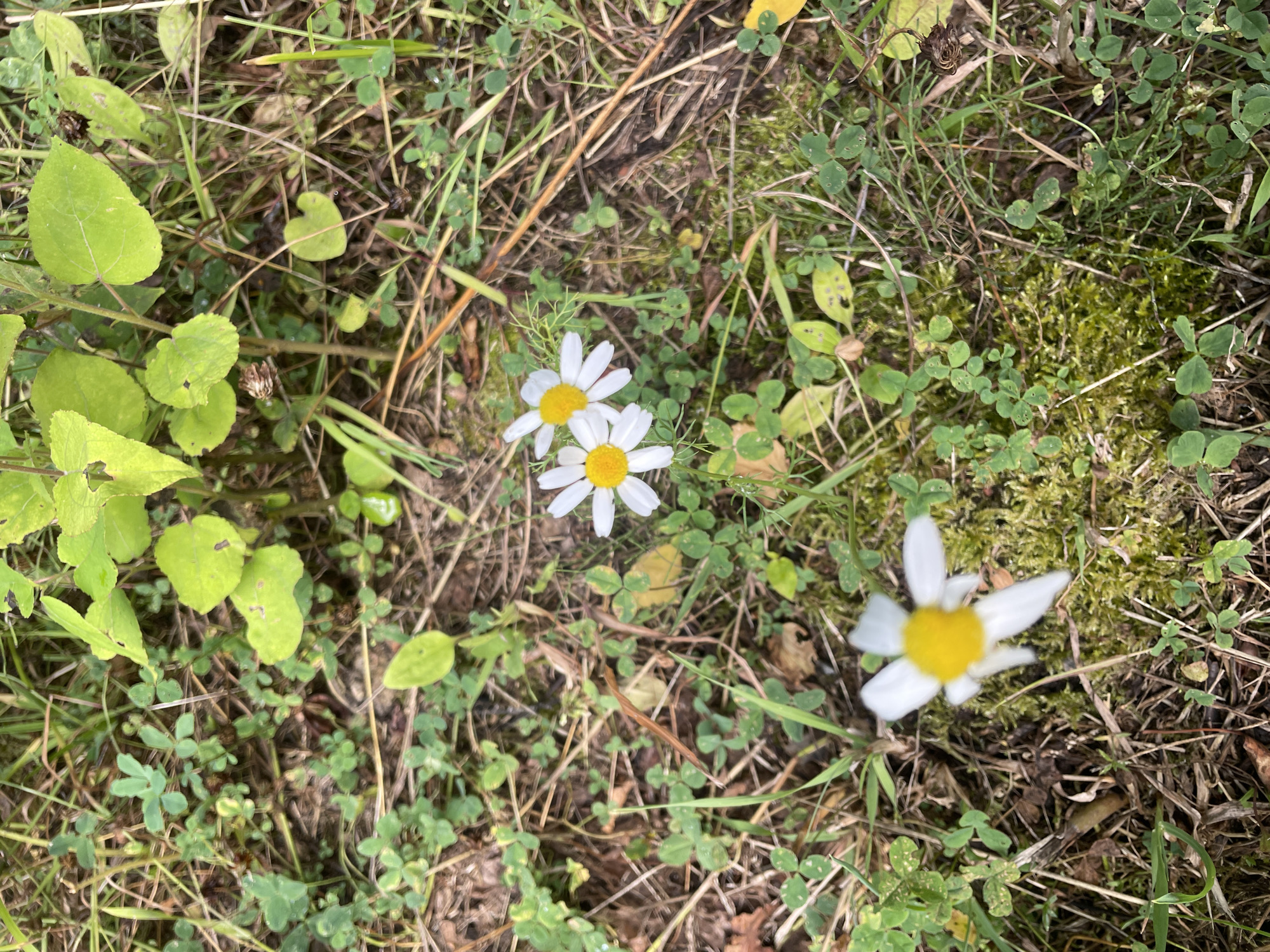 The image shows a close-up, high-angle view of a patch of ground with green clover, grass, dry leaves, and three small white daisies with yellow centers. The daisies are scattered across the ground, with two clustered together and one slightly separate. The environment appears to be a natural setting, possibly a park or unmanicured garden area. There are no people or animals visible in the image. The lighting suggests it is daytime. There is no information to indicate this scene is located in Saint Petersburg, Russia.
