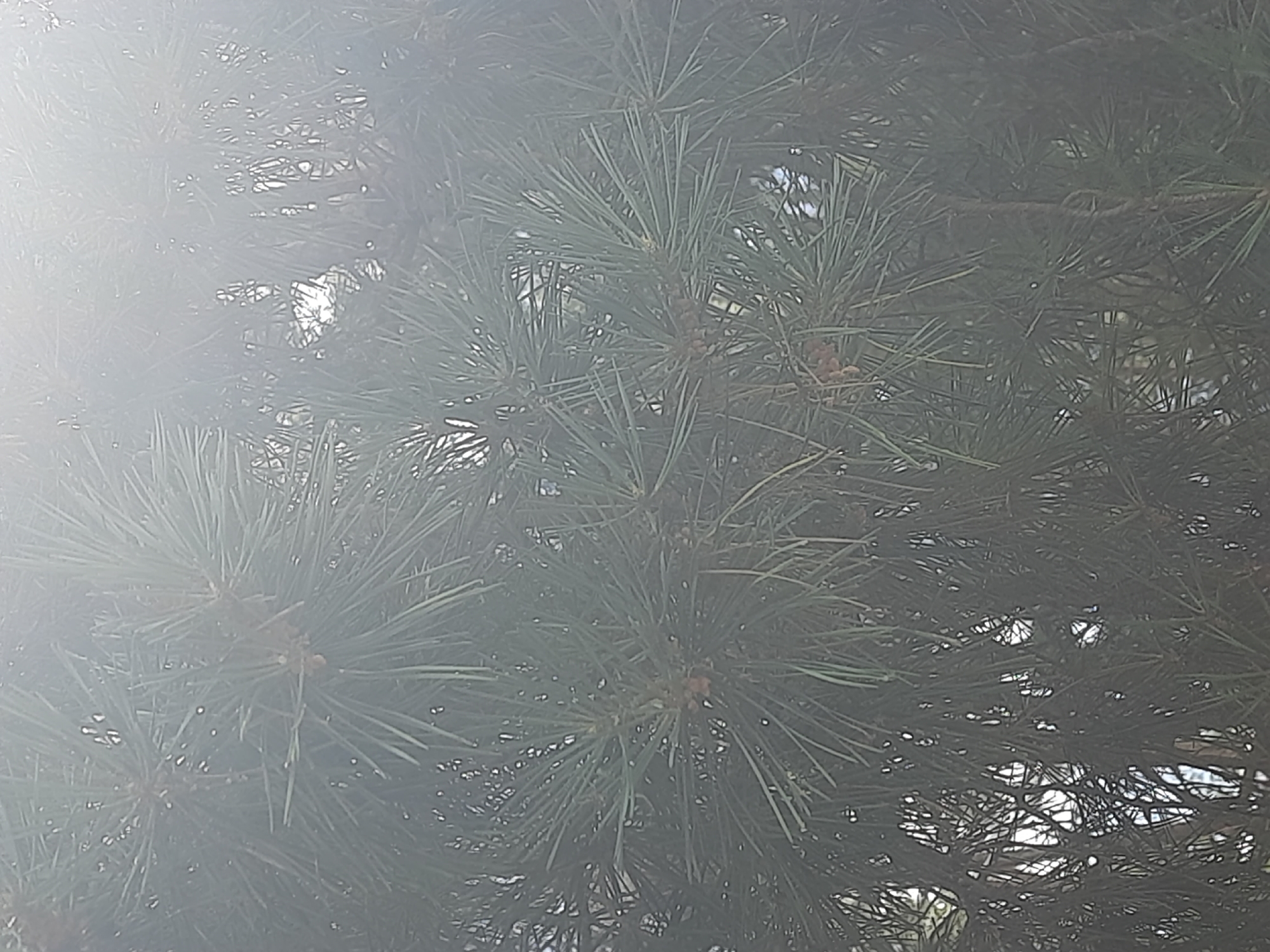 The image is a close-up, slightly out-of-focus view of dense pine needles. The needles are long, thin, and green, forming a thick canopy. Small brown pine cones are visible scattered amongst the needles. The lighting suggests it is daytime, with a bright, hazy light filtering through the branches, creating some overexposure in the upper right portion of the image and highlighting the texture of the needles. The overall impression is of a natural, outdoor environment, likely a park or a wooded area. There are no people or specific urban features visible that would allow for precise location within Horishni Plavni, Ukraine. The image focuses solely on the natural details of the pine tree.