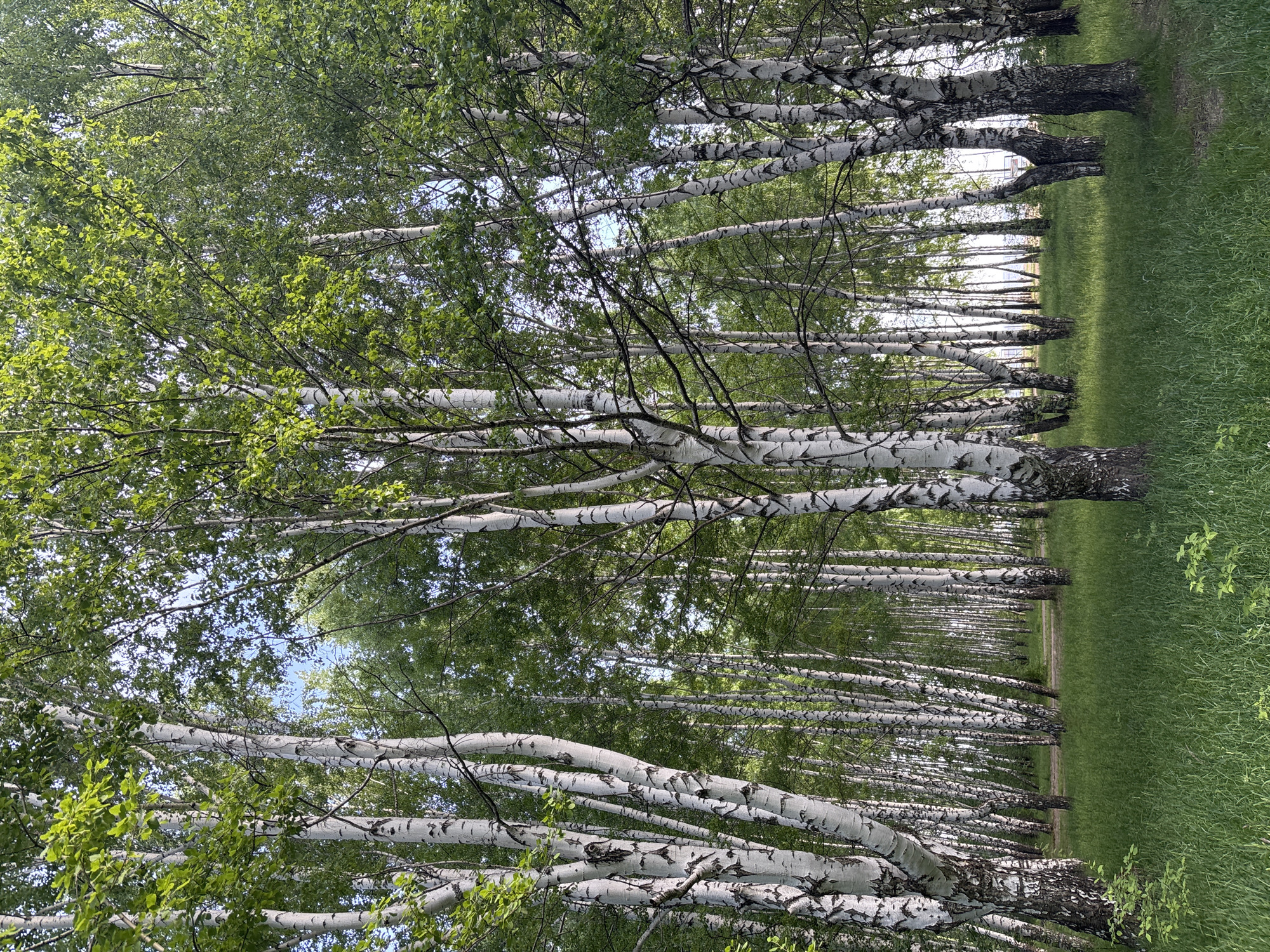 The image shows a grove of birch trees in Chaikovsky, Russia. The trees are arranged in rows, with green grass covering the ground between them. The trunks of the birch trees are white with black markings. The leaves are green. The sky is visible through the trees, appearing light blue.