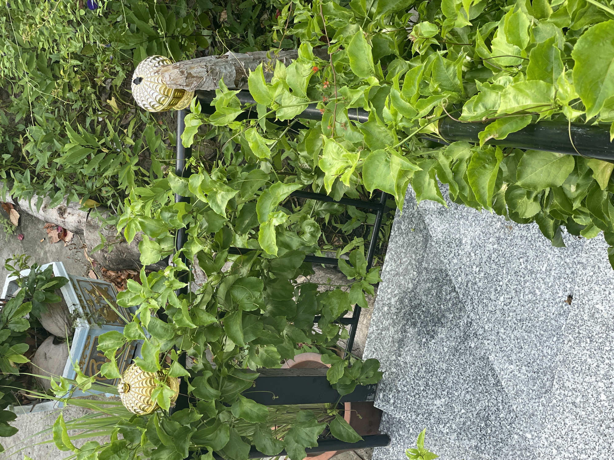 This image depicts an outdoor scene in Phu Thuy Ward, Vietnam, featuring a section of granite stairs descending to the left, bordered by a black metal railing overgrown with vibrant green vines. Two decorative golden finials, shaped like ornate lids, adorn the railing posts. Behind the railing, a light blue planter holds two coconuts amongst green foliage. The background consists of lush, dense green vegetation, suggesting a natural or garden setting. The lighting indicates it is daytime. There are no people visible in the image.