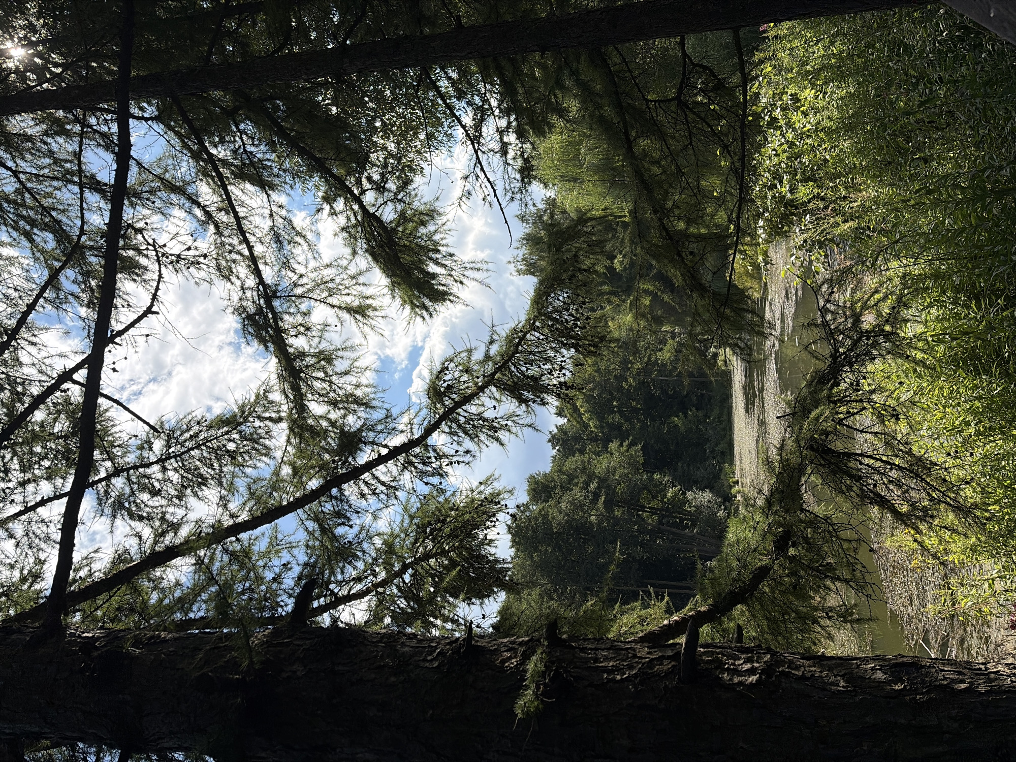 An eye-level, medium shot captures a serene natural scene in an unspecified city, focusing on a sun-dappled lake surrounded by lush green foliage and framed by the branches of coniferous trees. The sunlight filters through the needles, creating a mosaic of light and shadow across the water's surface, which is partially obscured by a layer of small, floating leaves or debris. The trees are dense and create a natural canopy, with the branches of the foreground trees extending into the frame, adding depth and texture. The sky above is a vibrant blue, dotted with white, fluffy clouds, and the sun's rays are visible as they pierce through the foliage. The overall atmosphere is tranquil and verdant, evoking a sense of peaceful seclusion.