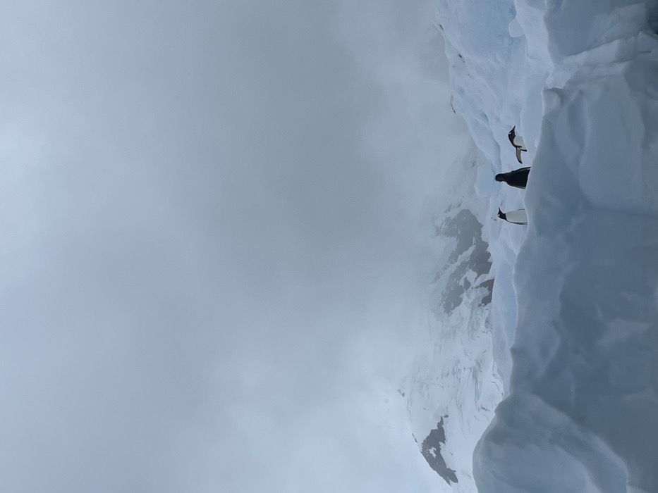 Three penguins stand on a snow-covered ridge. The landscape is dominated by gray sky and a misty background, creating a muted color palette. Snow and ice form the foreground. The photograph is oriented vertically, which makes the scene less typical. The scene evokes a remote and cold environment.