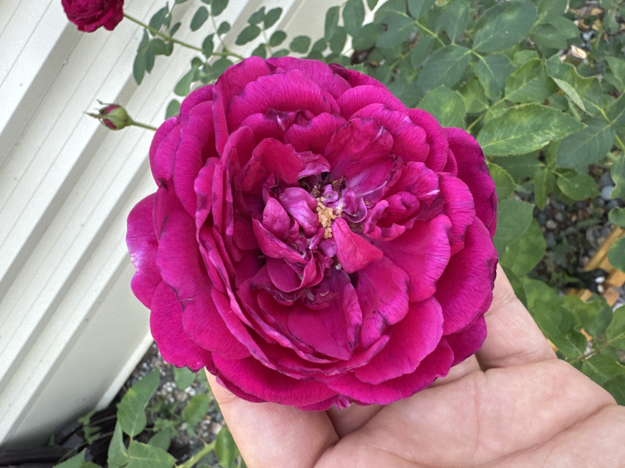 In Uyutnoye, Ukraine, a hand gently cradles a vibrant, deep pink rose in full bloom. The rose, with its tightly packed petals, fills the majority of the frame, its velvety texture evident. Behind the rose and the hand, a person's forearm and wrist are visible, their skin a pale tone with subtle texture. The background consists of a light-colored, corrugated building wall, its horizontal lines providing a stark contrast to the organic form of the flower. To the left and right of the rose, lush green rose leaves and stems are visible, suggesting the flower is part of a larger bush. A single rosebud, a deeper shade of pink, stands out on a stem in the upper right portion of the image, hinting at future blooms. The ground beneath the plant is obscured by foliage and appears to be composed of small stones.