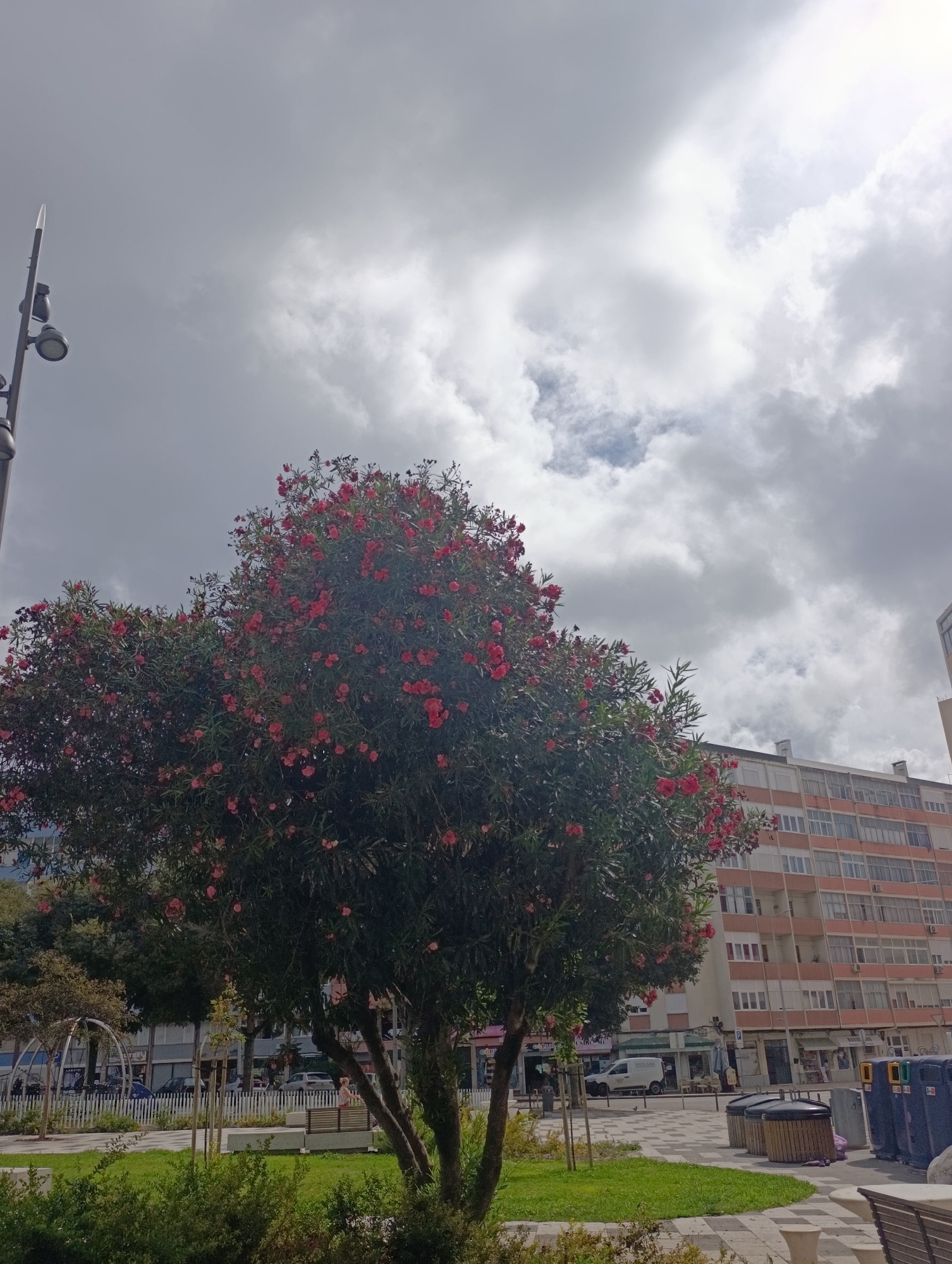 The image captures a view of a flowering tree in the foreground, with a building and sky in the background. The tree has lush green foliage and is adorned with numerous bright red flowers. To the left of the tree, a lamppost with multiple light fixtures is visible. Behind the tree, a multi-story building with a light orange facade and numerous windows dominates the scene. The sky above is partly cloudy, with patches of both light and dark gray clouds. In the lower portion of the image, a paved area with benches and some greenery suggests a public space, likely a park or plaza within the city. The presence of trash bins and other urban elements further confirms this setting. Based on the architectural style of the building and the overall urban environment, the location appears to be in the city of Setúbal, Portugal.