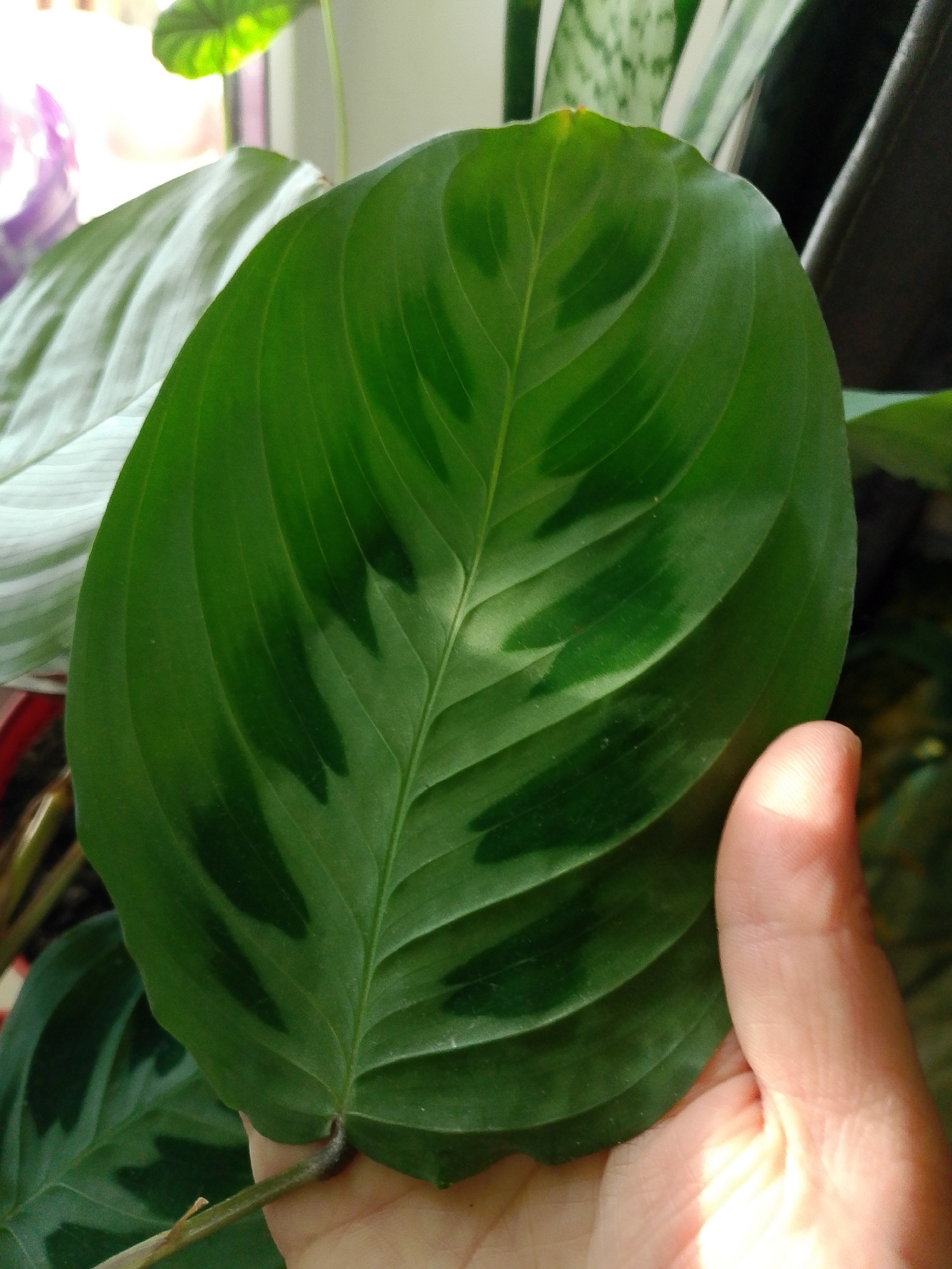 A close-up photograph shows a person's hand holding a large, oval-shaped green leaf with darker green markings along the veins. The leaf is the primary subject, and its texture and color variations are clearly visible. The hand holding the leaf is partially illuminated by sunlight, which creates a bright glare. The background includes other plants with green and striped leaves, suggesting an indoor environment such as a home or greenhouse. The location of the image is not specified. There is no information regarding the location in the city of Noviy, Russia.