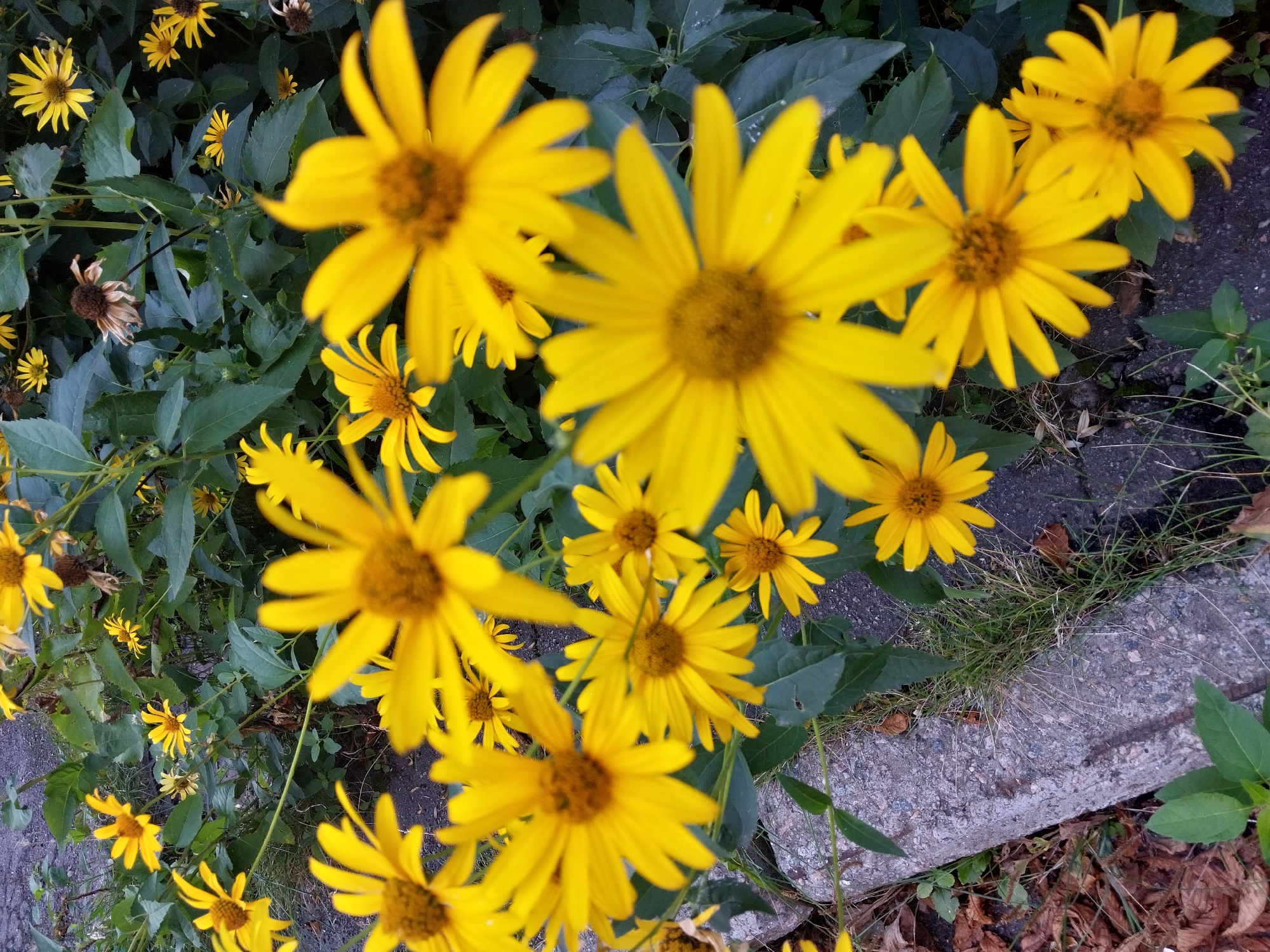 The image shows a close-up view of several bright yellow flowers with dark centers, likely in a garden or natural setting. The flowers are in various stages of bloom, with some fully open and others still budding. The background consists of green foliage and a grey concrete curb, with some fallen brown leaves on the ground. There are no people or animals visible in the image. The lighting suggests it is daytime. The scene is likely located in Doslidne, Ukraine, given the context provided.
