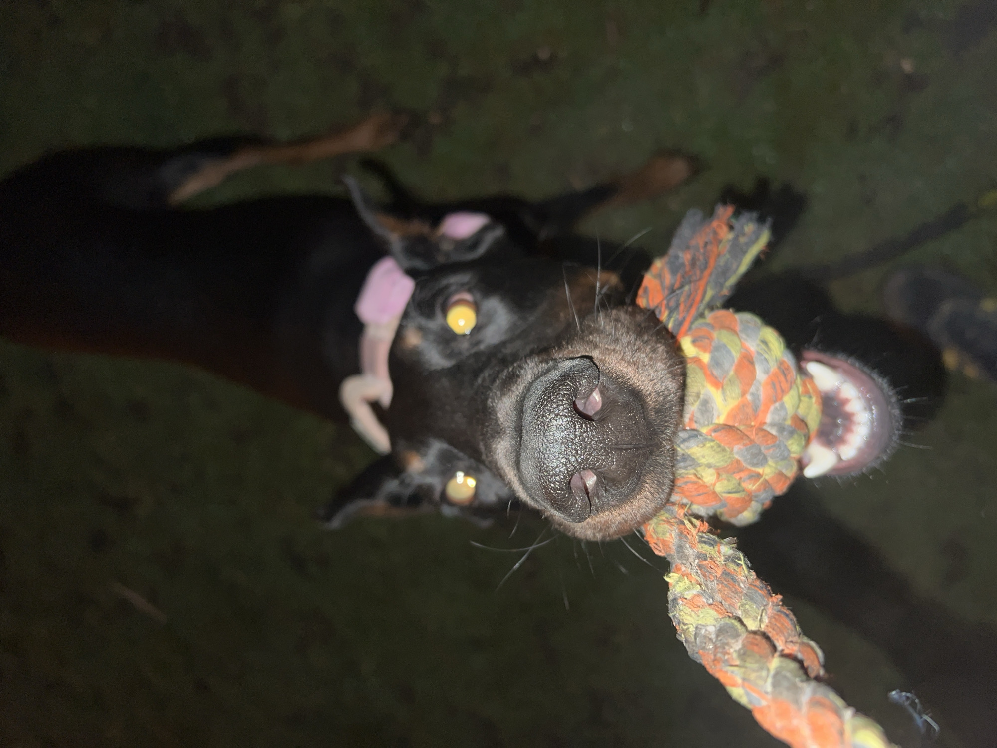 The image shows a close-up, upward-facing view of a black and tan Doberman dog, likely outdoors at night in Sofia, Bulgaria. The dog is in a playful tug-of-war with a rope toy, visible in the foreground. Another dog, seemingly another Doberman, is also biting the toy at the right side of the frame, displaying its teeth. The dog in the foreground has a pink collar. The background is dark and appears to be a grassy area.