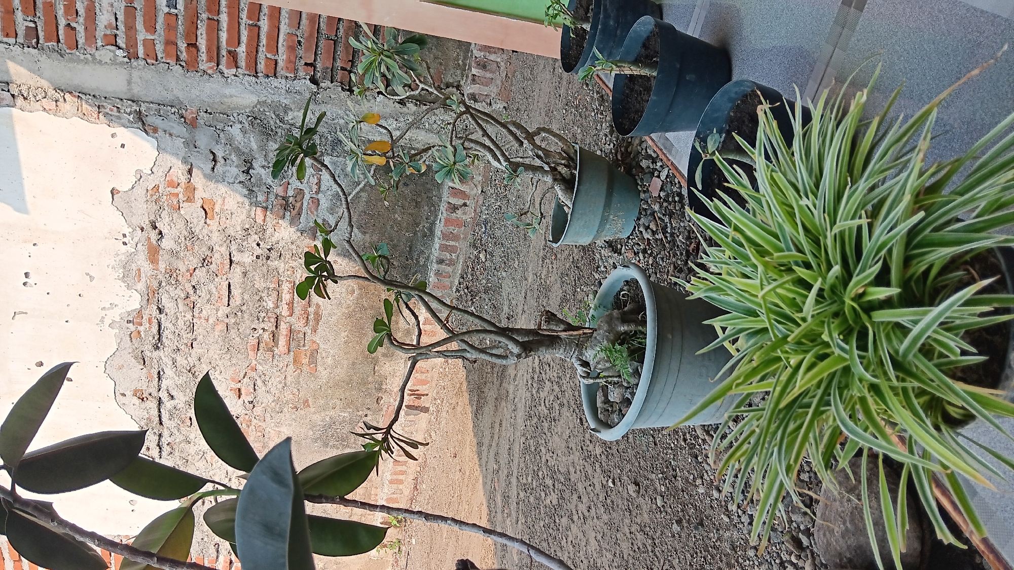 This is an outdoor, medium-shot, eye-level, still photograph taken in Sonobekel, Indonesia. In the foreground, a lush green plant with long, striped leaves sits in a black pot. Behind it, a gray pot contains a large, gnarled bonsai tree. To the right, two other pots hold smaller plants. The background features a weathered brick wall with patches of concrete and a shadow cast from sunlight. The ground is covered with dirt and small pebbles.