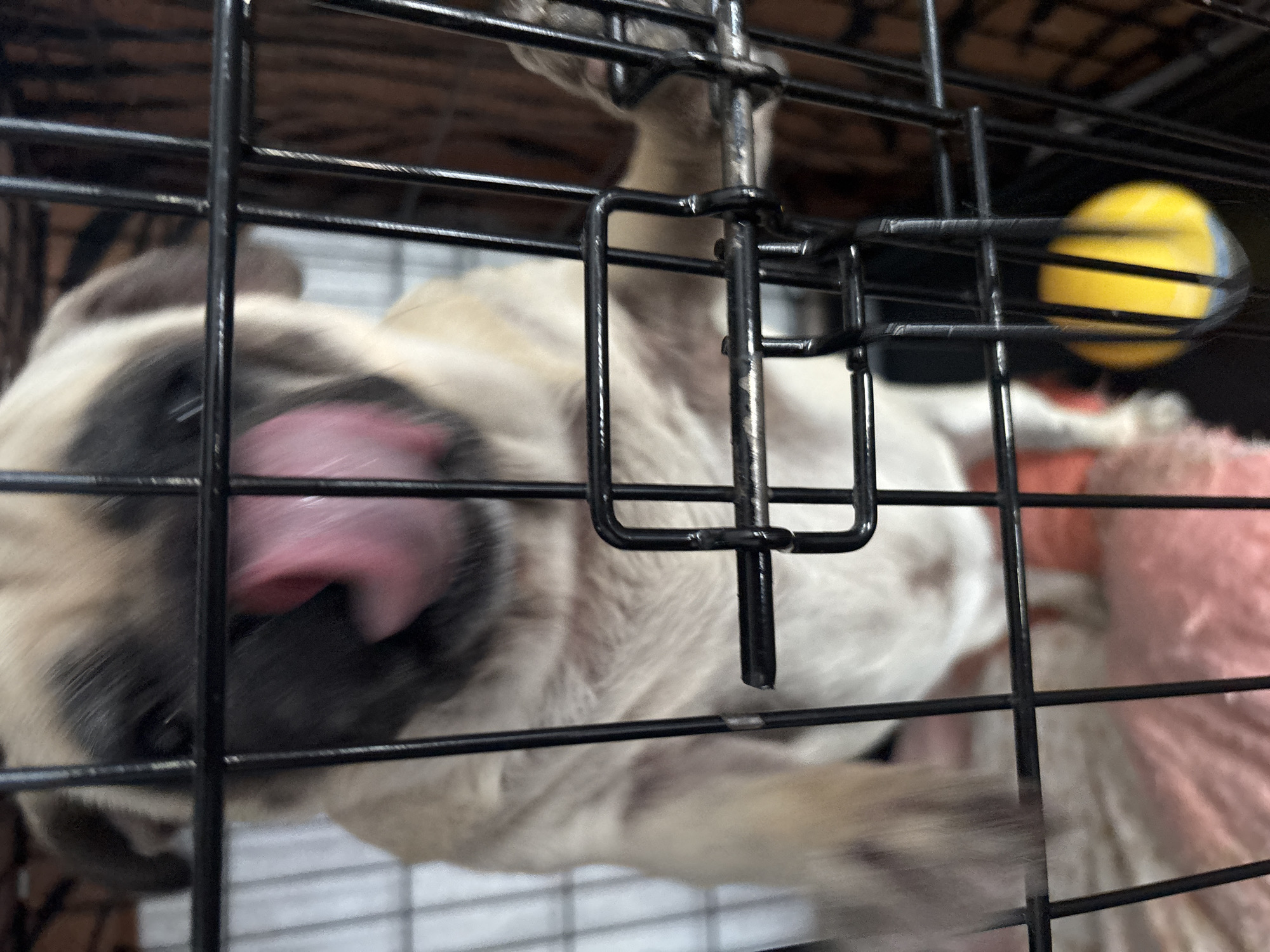 A pug puppy is in a black metal crate, with its tongue sticking out. The puppy is light brown and cream colored, with a black muzzle. The crate bars are out of focus in the foreground. Behind the puppy, the crate interior is visible, with a pink blanket on the floor and a yellow ball. The background is blurred, with indications of a wall and a brown textured surface. The image appears to be taken indoors. There is no identifiable information about the location in Sochi, Russia.